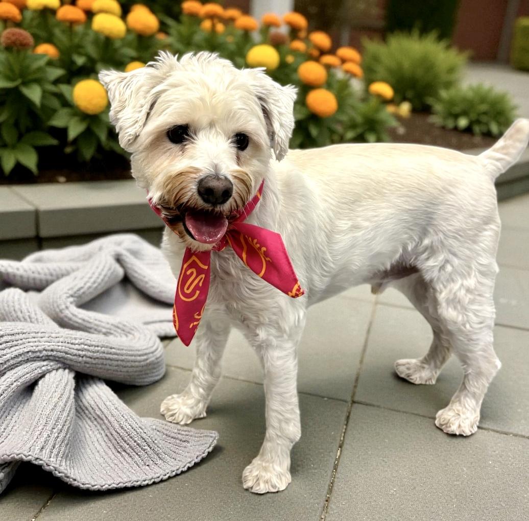 Jack and Oscar (Bonded Siblings), an adoptable Schnoodle in Perry, IA, 50220 | Photo Image 5