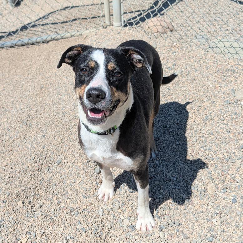 Beztie, Adoptable, Young Female Pit Bull Terrier & Mixed Breed.