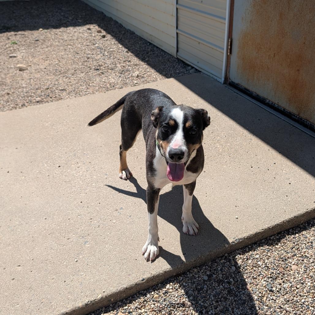 Enlarge Beztie, a Adoptable mixed breed in Detroit Lakes, MN image 2/3