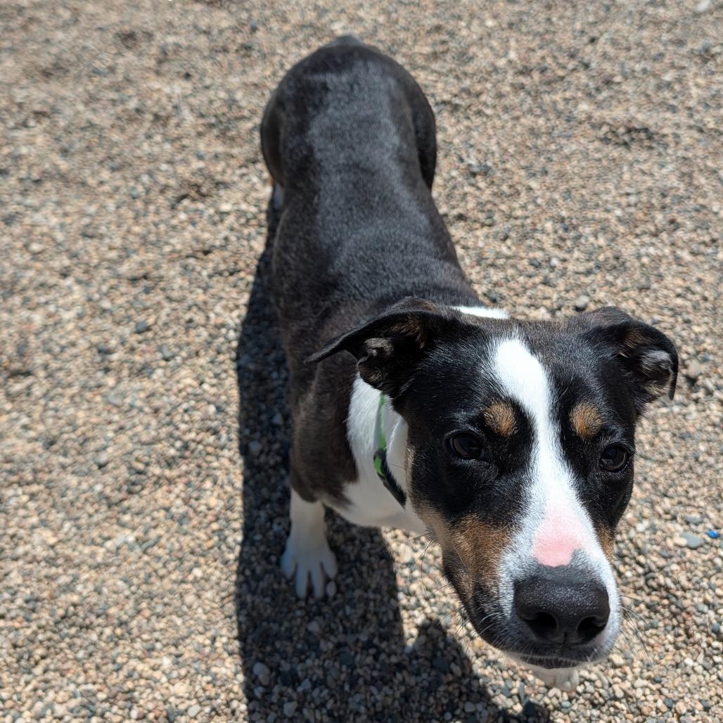 Enlarge Beztie, a Adoptable mixed breed in Detroit Lakes, MN image 3/3