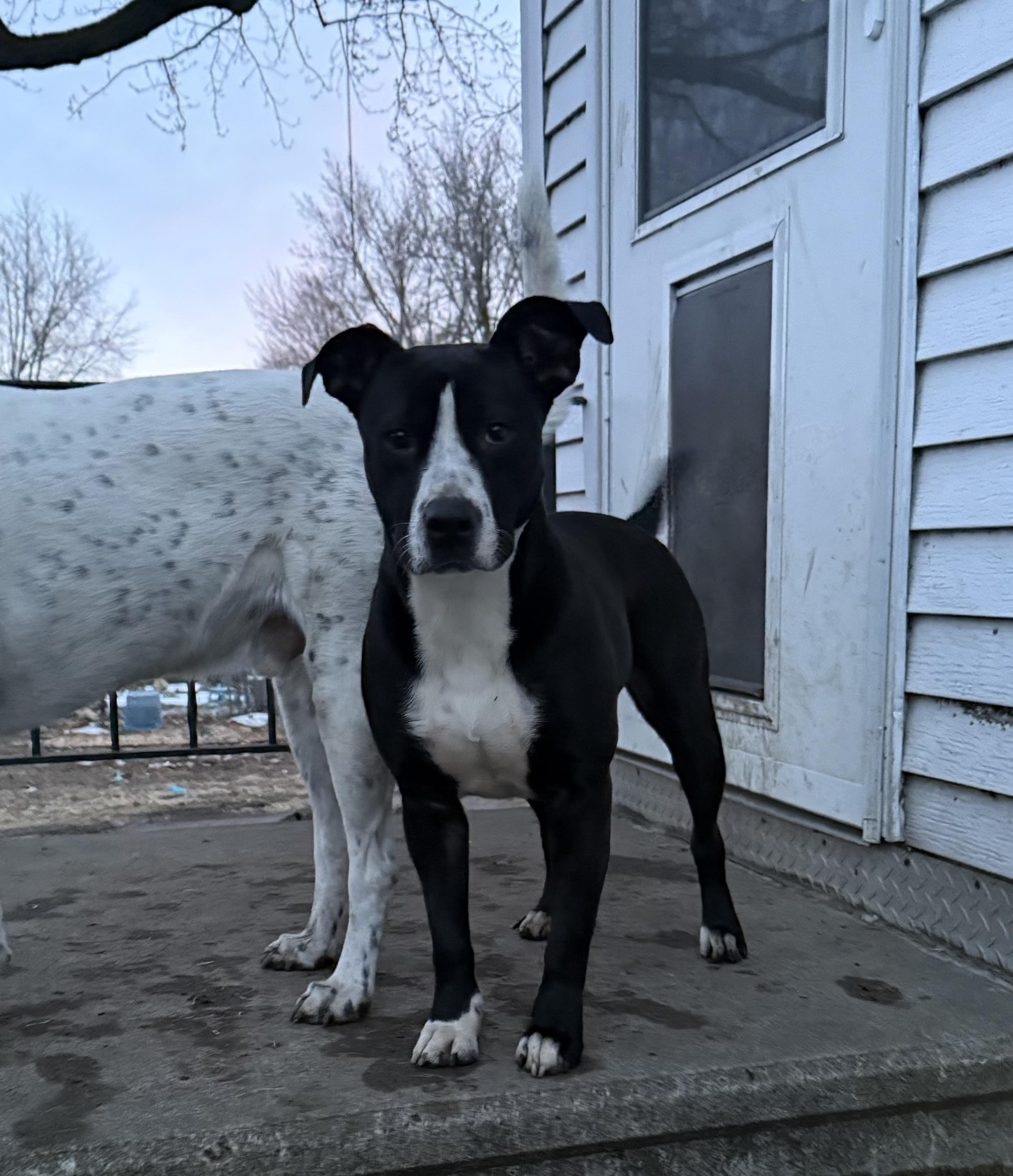 Tuxie, a Adoptable mixed breed in Zimmerman, MN image 4/6