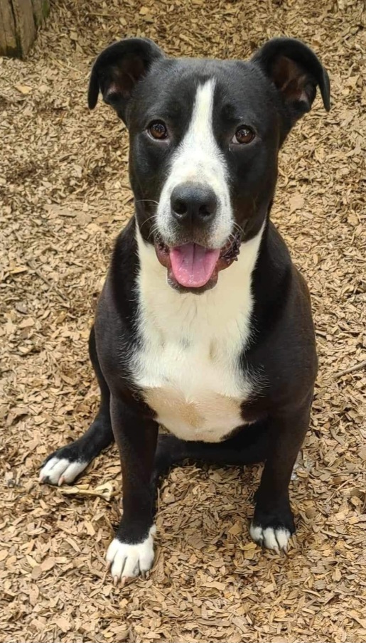 Tuxie, a Adoptable mixed breed in Zimmerman, MN image 5/6