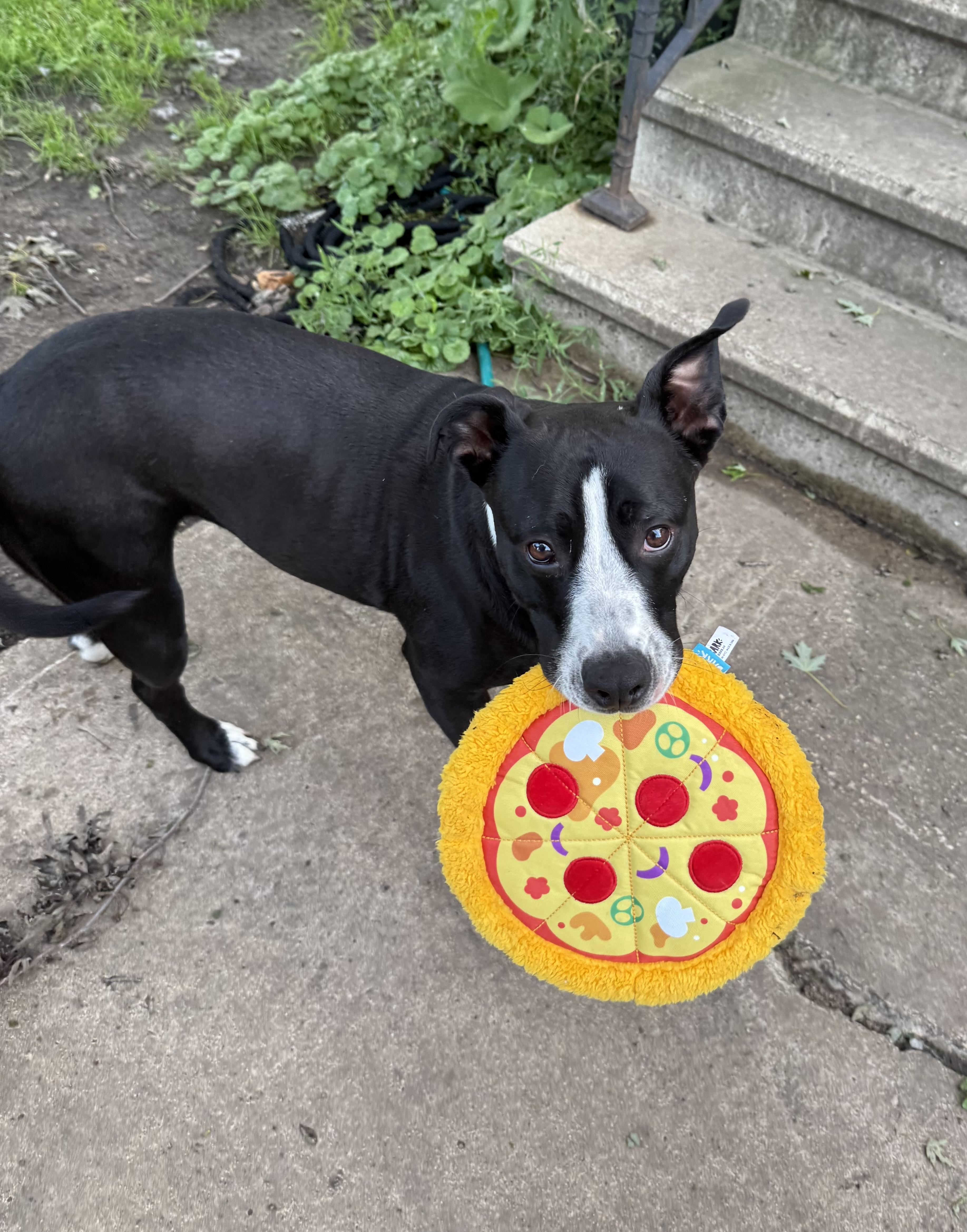 Tuxie, a Adoptable mixed breed in Zimmerman, MN image 1/6