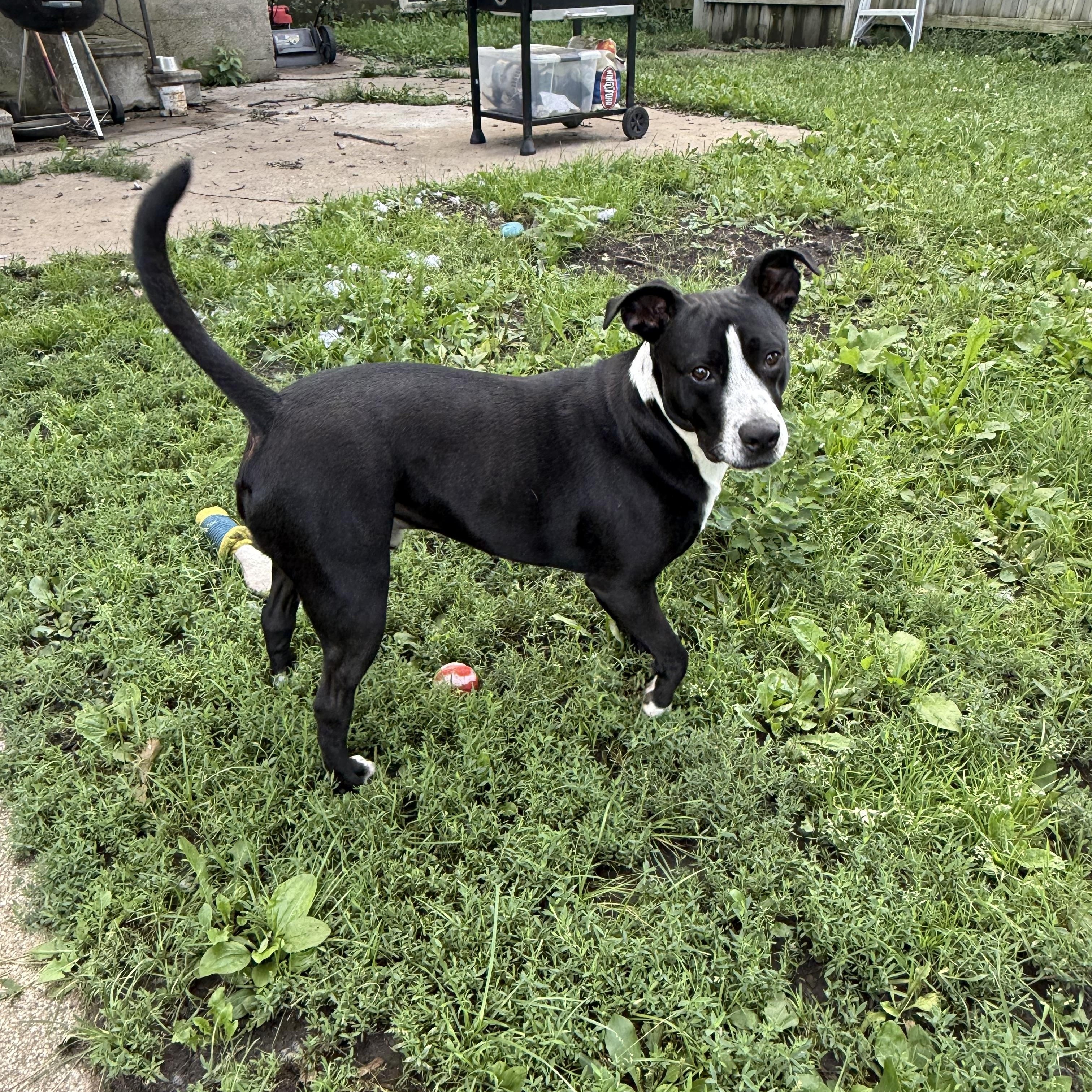 Tuxie, a Adoptable mixed breed in Zimmerman, MN image 2/6