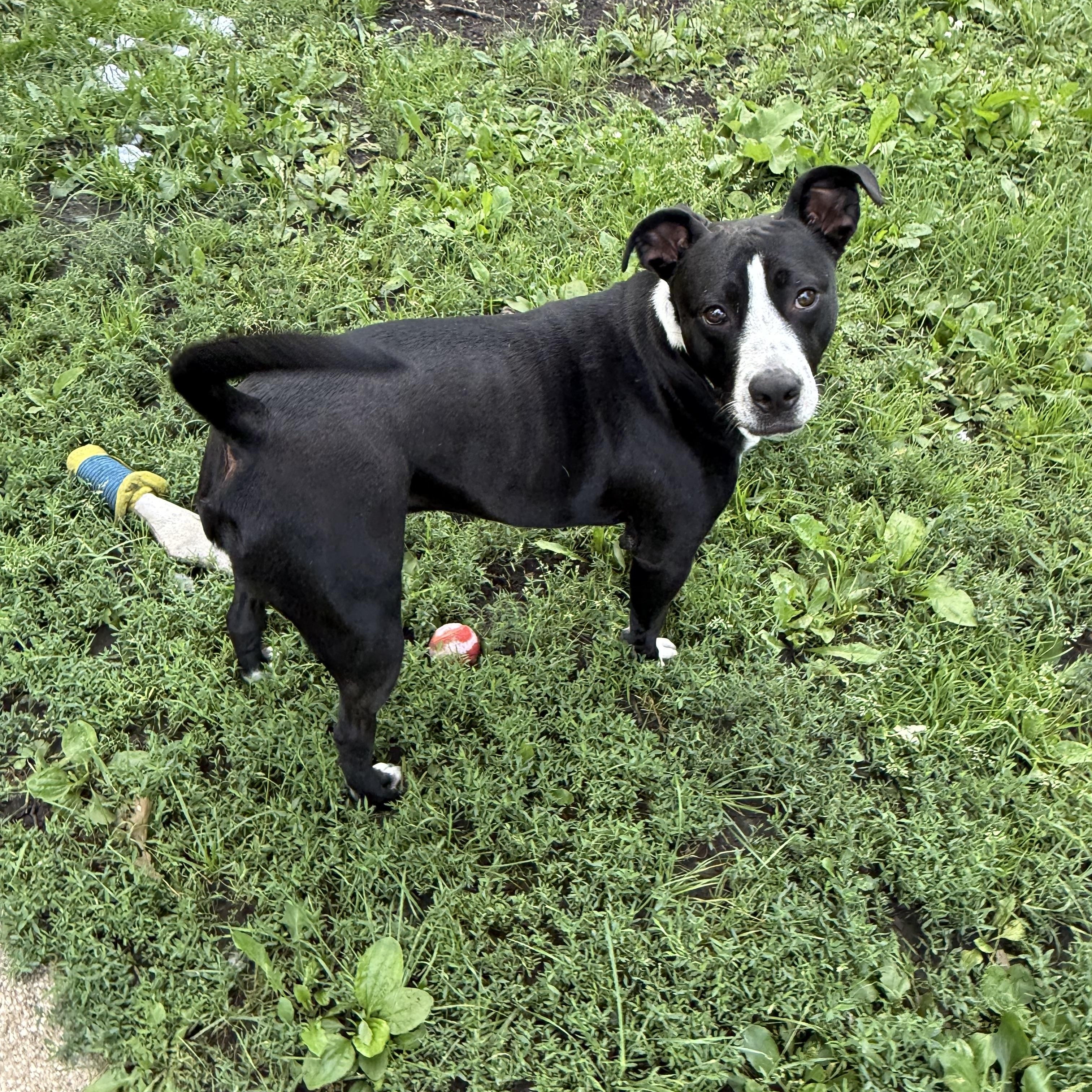 Tuxie, a Adoptable mixed breed in Zimmerman, MN image 3/6
