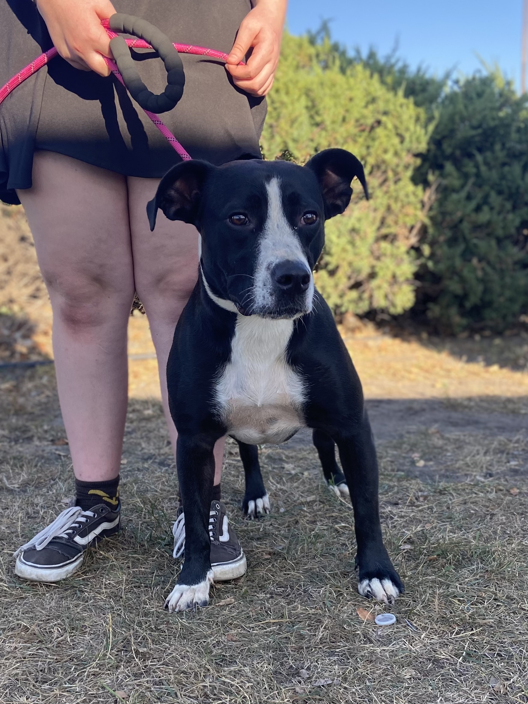 Tuxie, a Adoptable mixed breed in Zimmerman, MN image 6/6