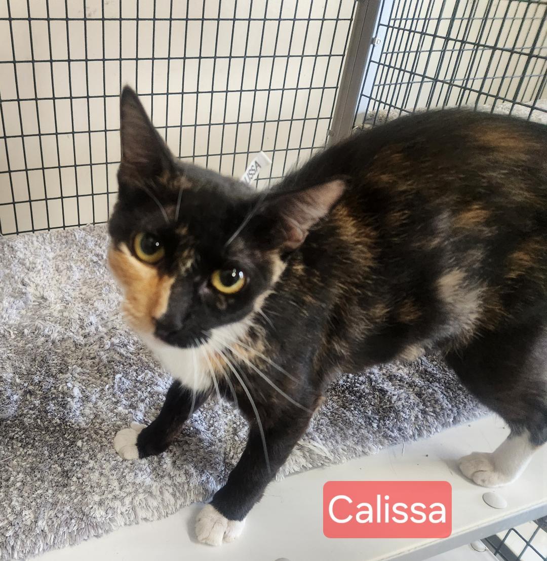 Calissa