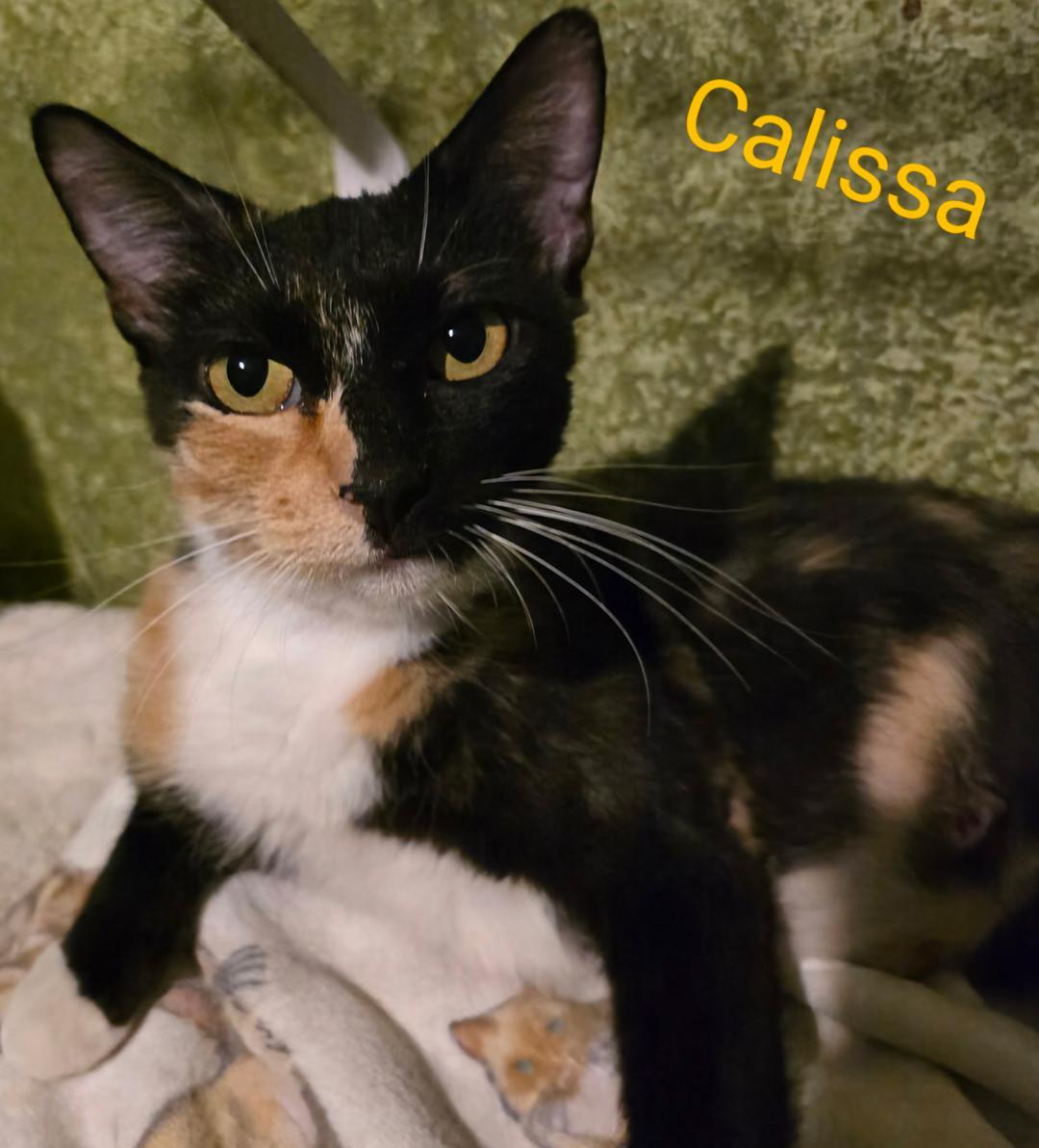 Calissa