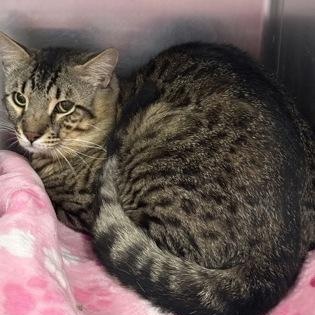 Flash, adopted, Adult Male Domestic Short Hair.