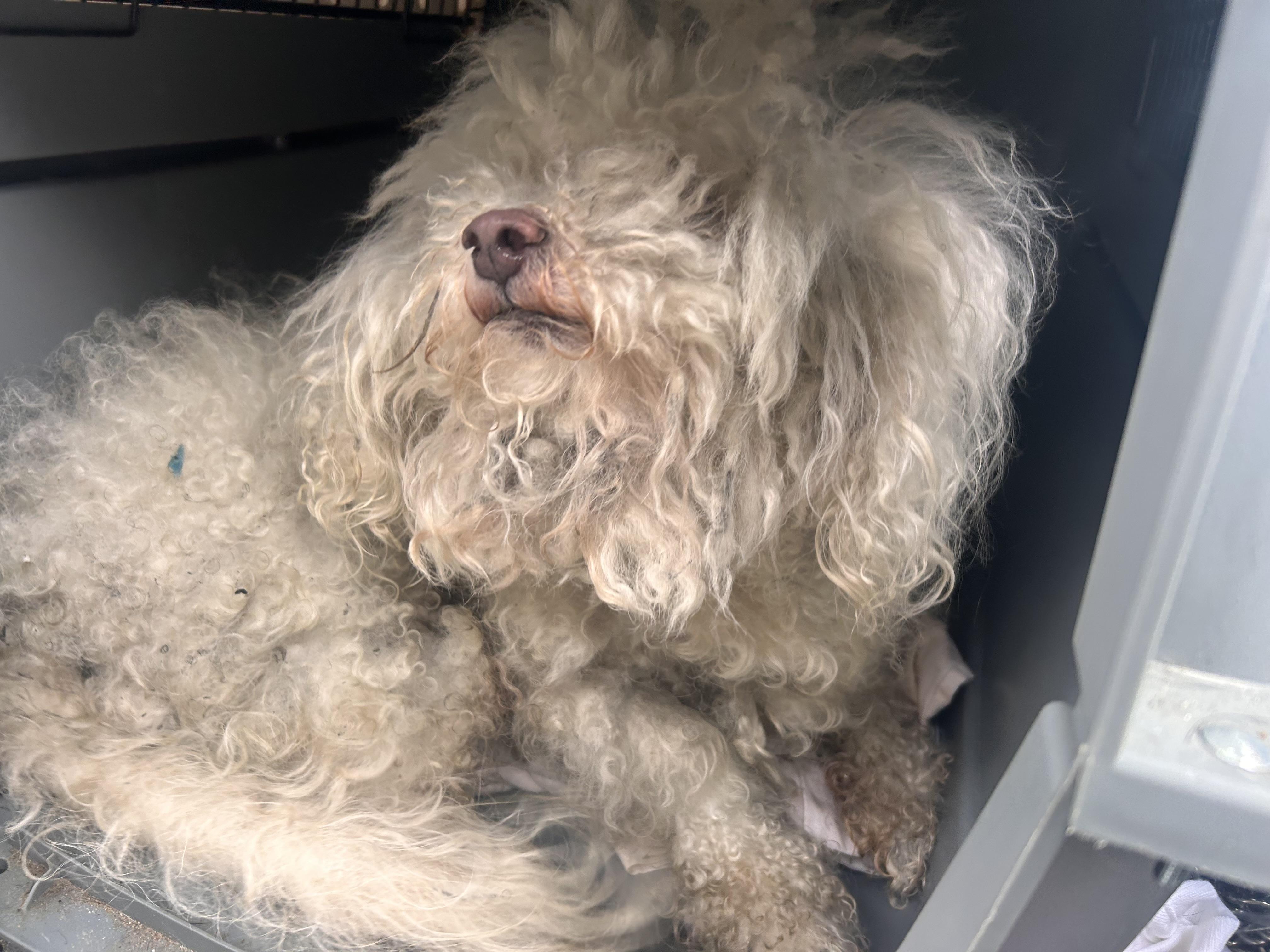 Dog for adoption - Stuart, a Miniature Poodle & Bichon Frise