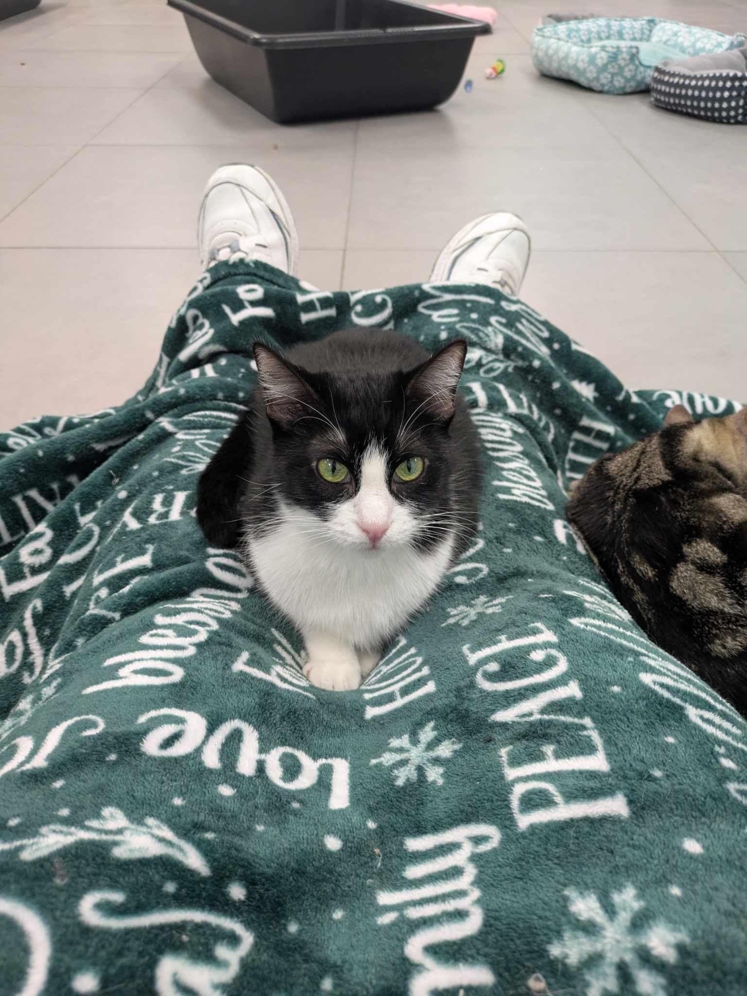 Enlarge Annie, a Adoptable Domestic Short Hair in Huntington Beach, CA image 1/1