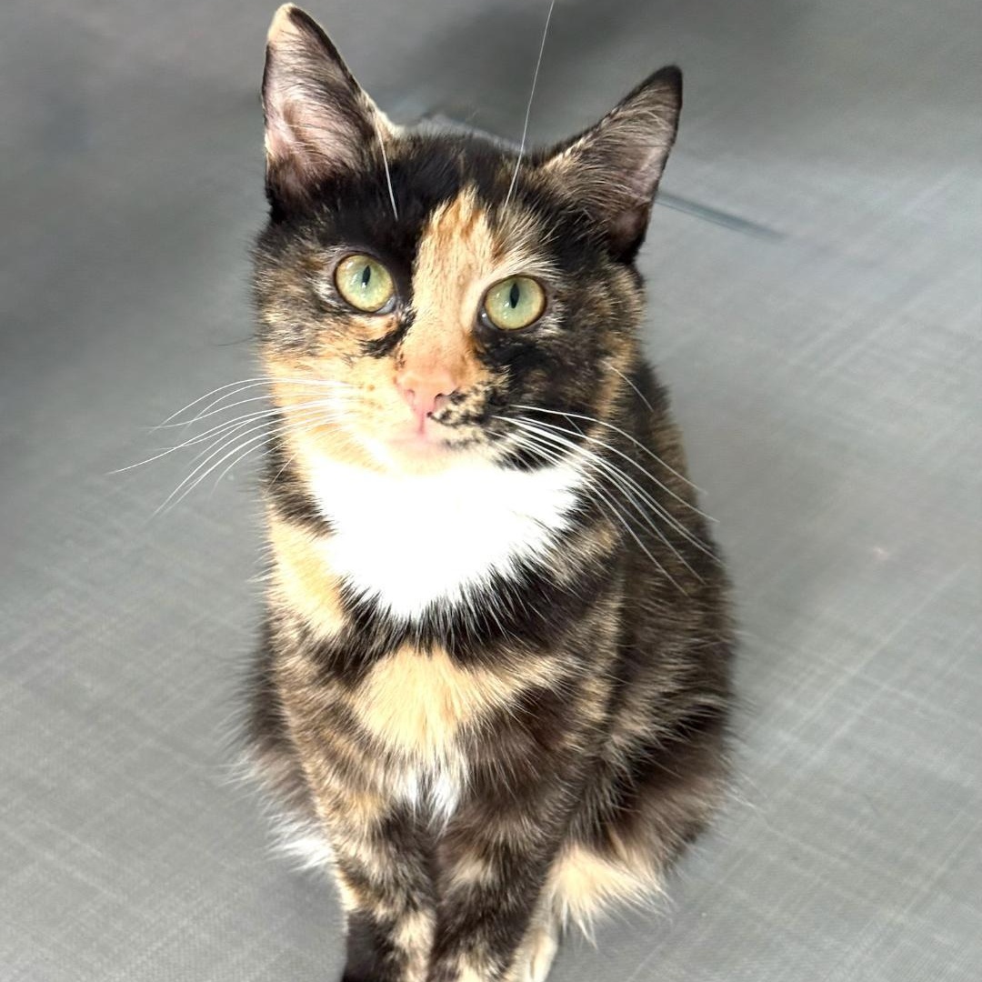 Enlarge Lyra, a ADOPTABLE Domestic Short Hair in Greensburg, PA image 2/5