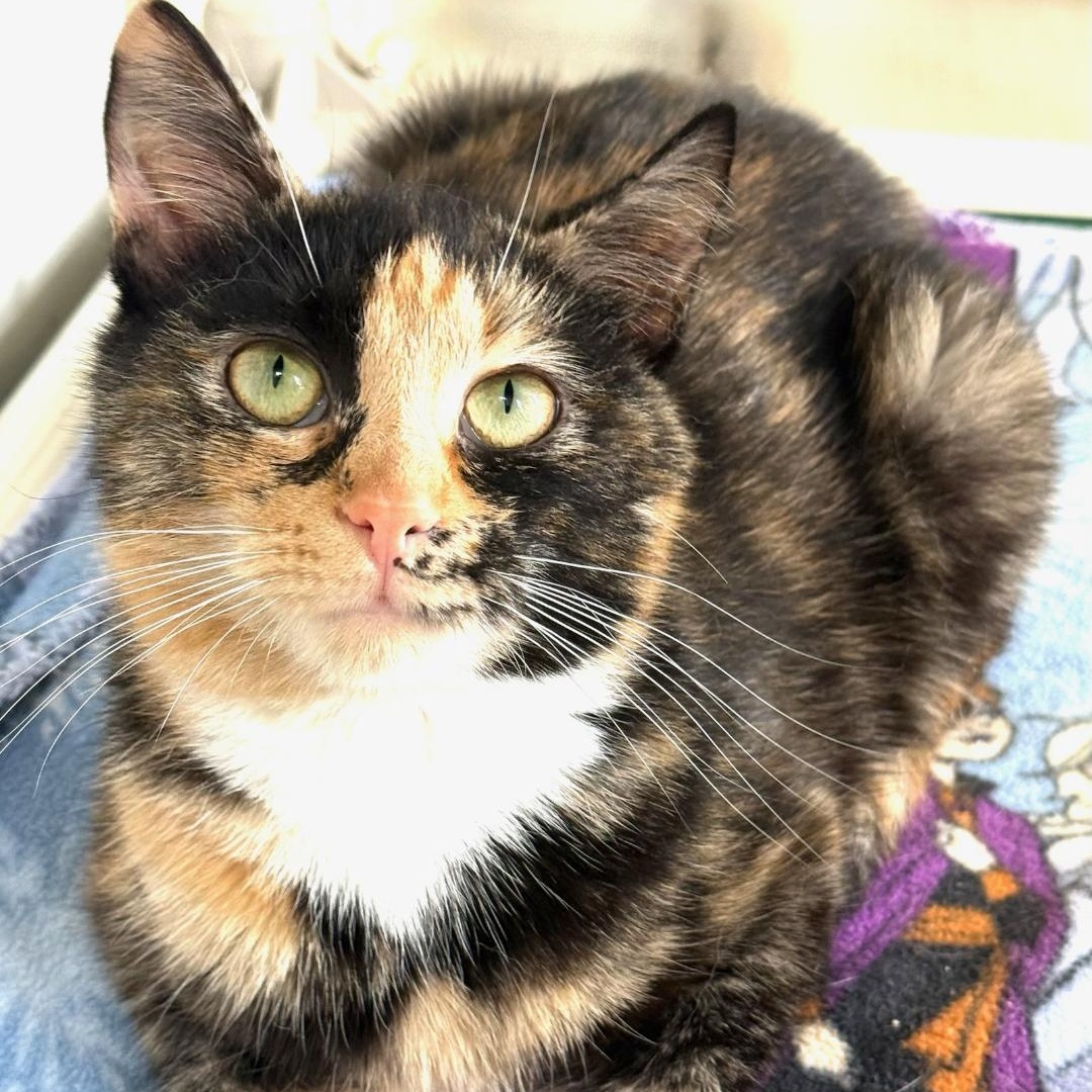 Lyra, ADOPTABLE, Young Female Domestic Short Hair.