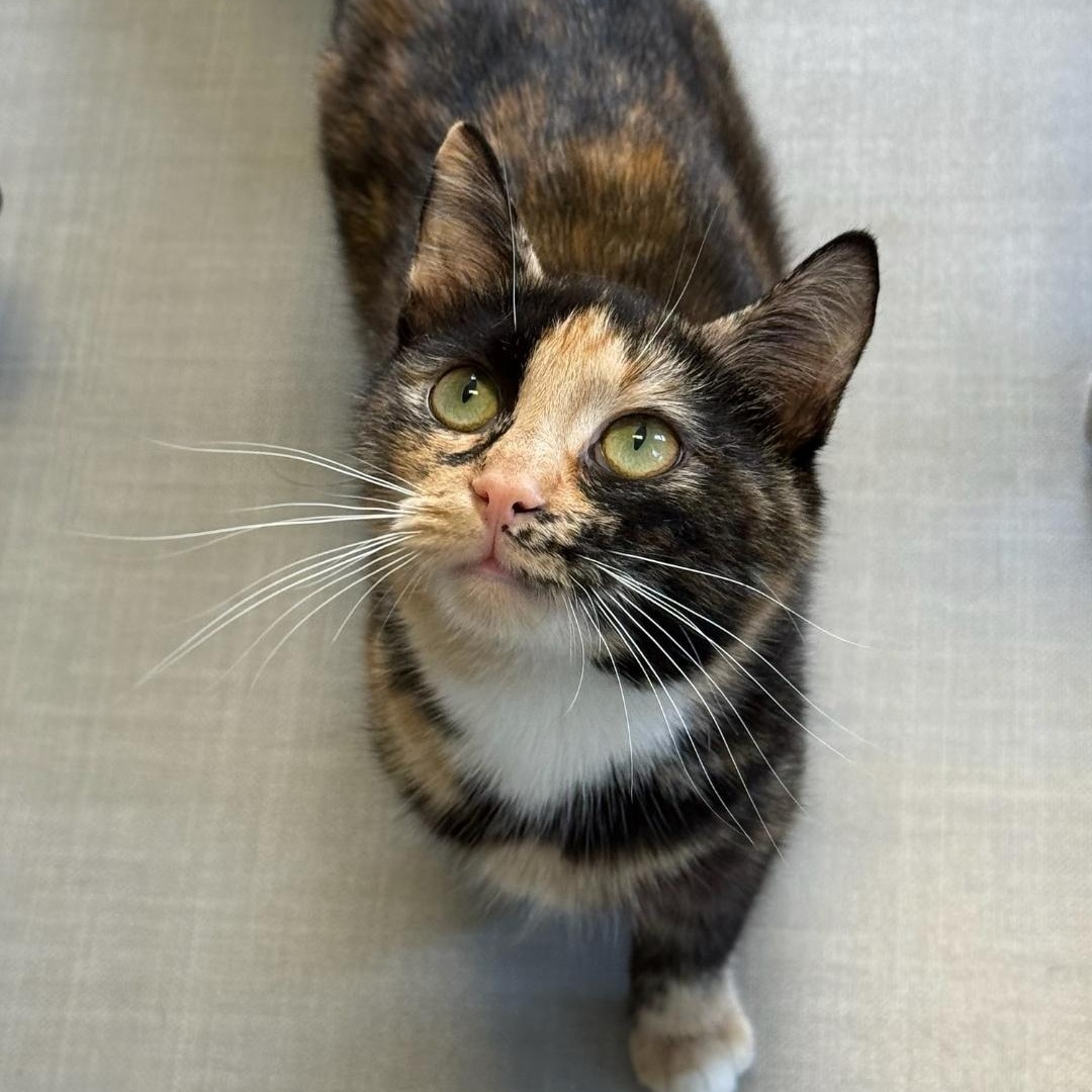 Enlarge Lyra, a ADOPTABLE Domestic Short Hair in Greensburg, PA image 5/5