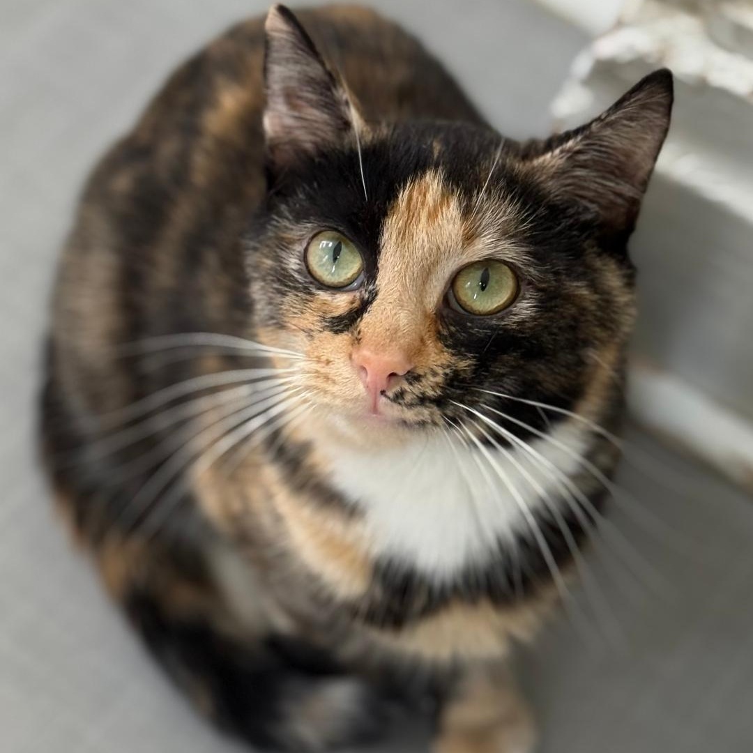 Enlarge Lyra, a ADOPTABLE Domestic Short Hair in Greensburg, PA image 4/5