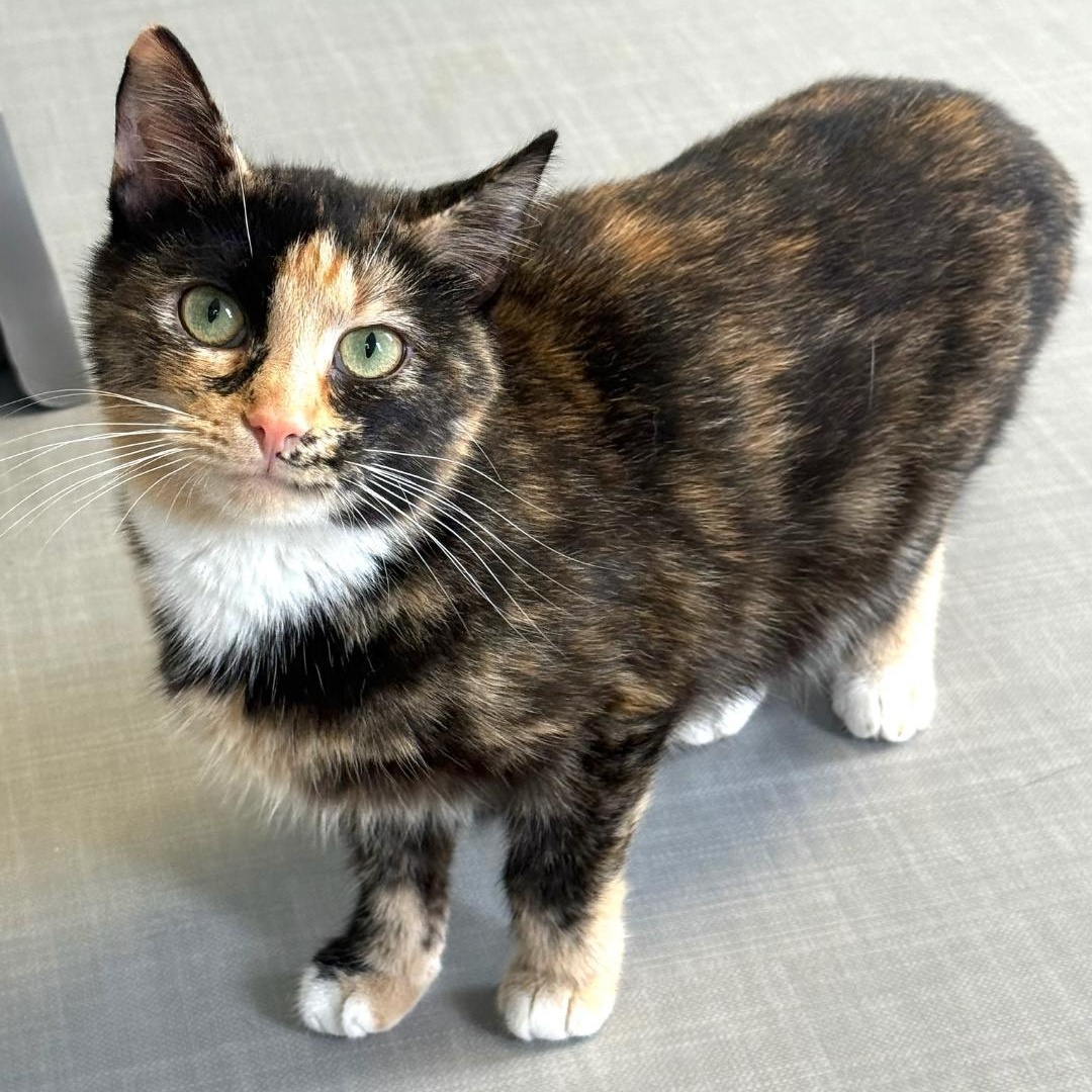 Enlarge Lyra, a ADOPTABLE Domestic Short Hair in Greensburg, PA image 3/5