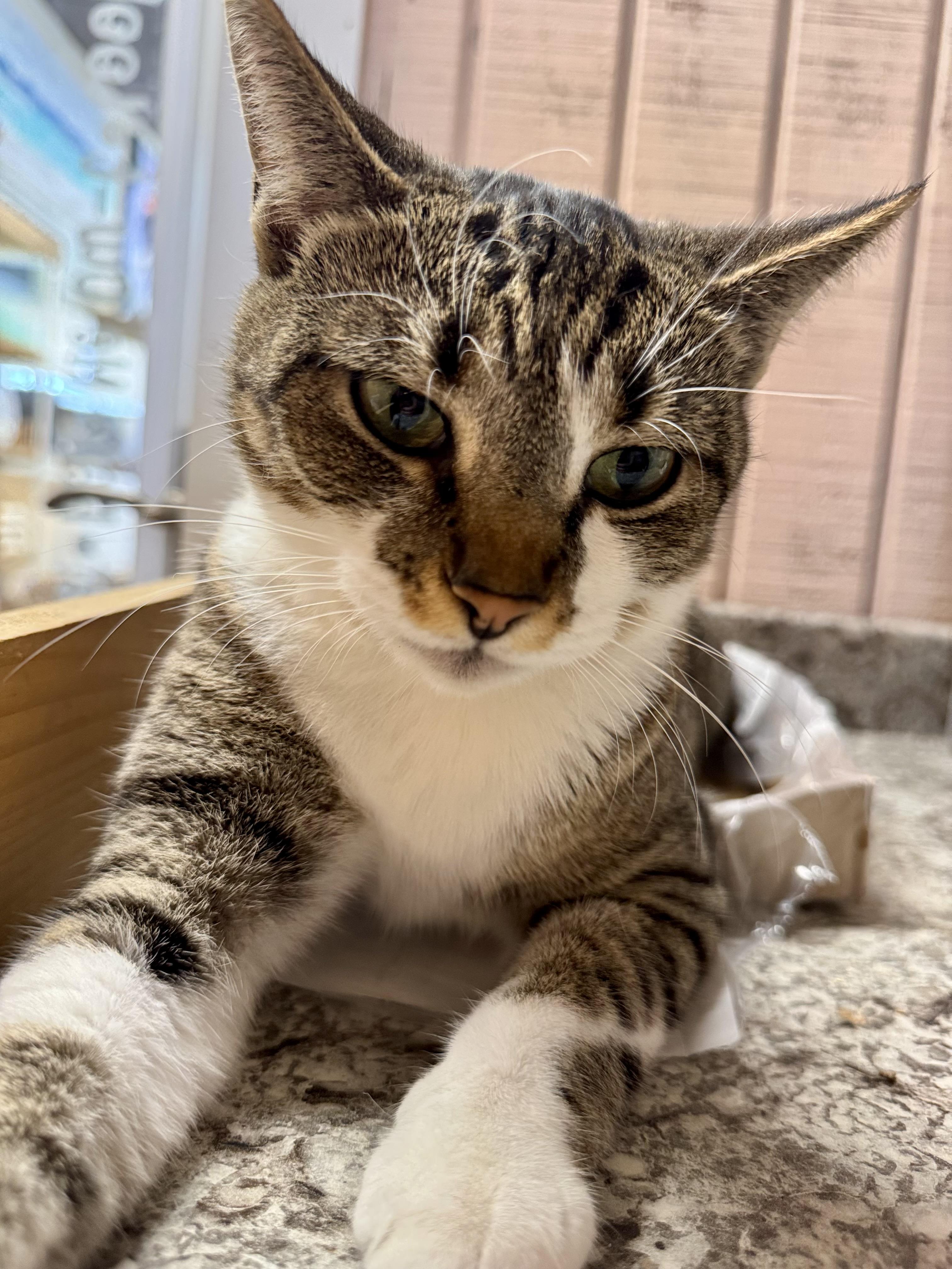 Wendy, Adoptable, Adult Female American Shorthair.