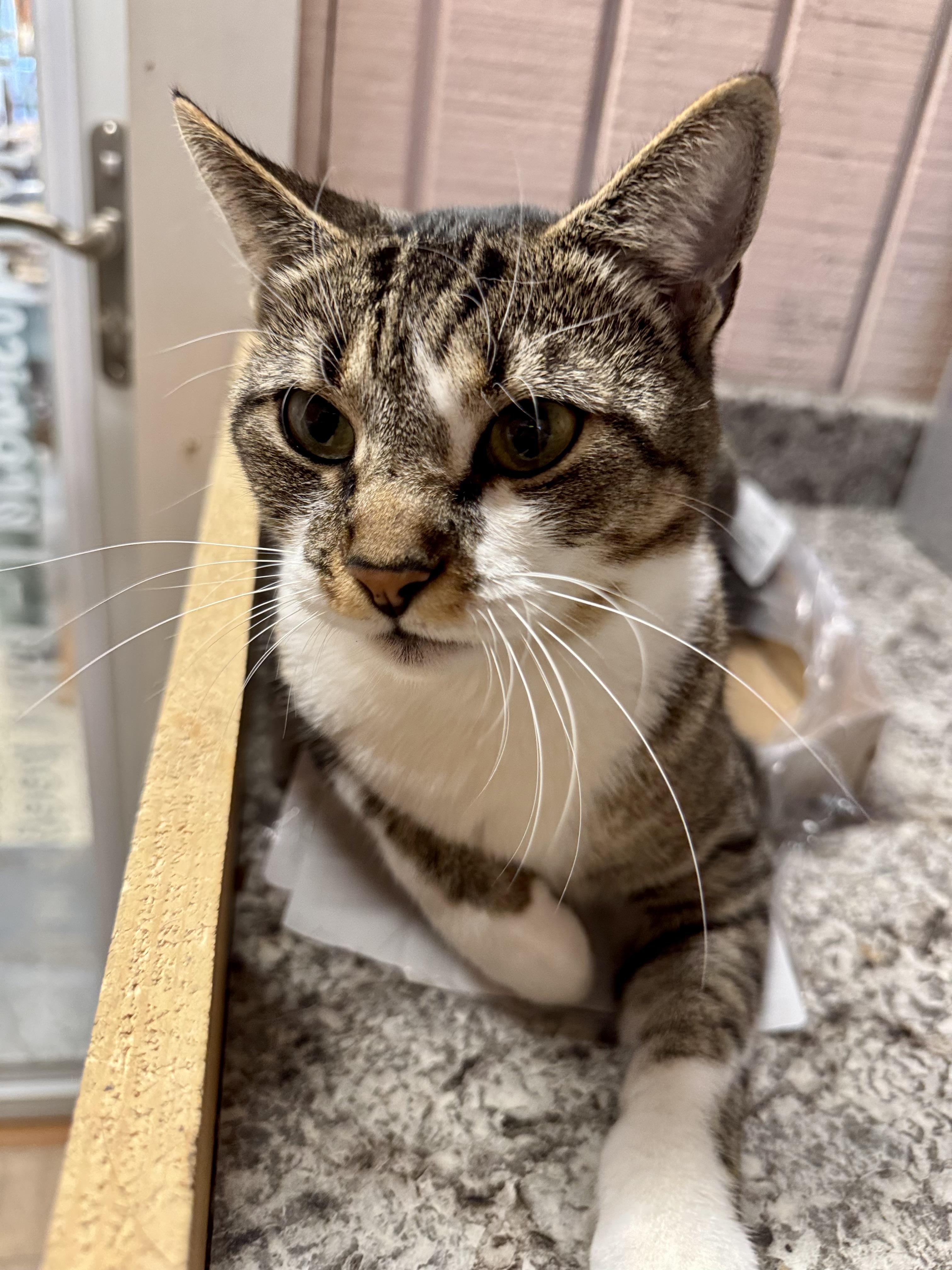 Enlarge Wendy, a Adoptable American Shorthair in Saint Augustine, FL image 2/4