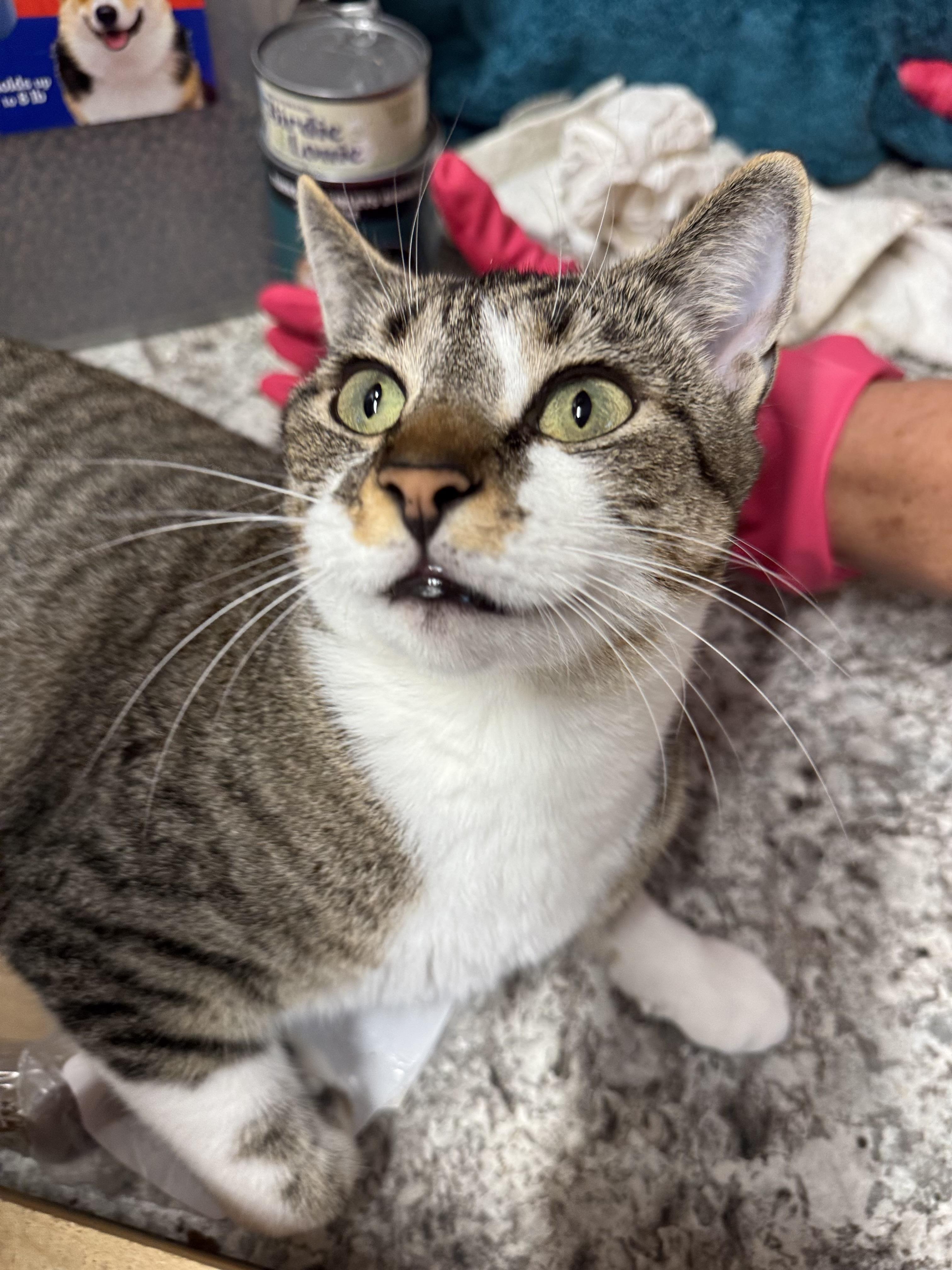 Enlarge Wendy, a Adoptable American Shorthair in Saint Augustine, FL image 3/4