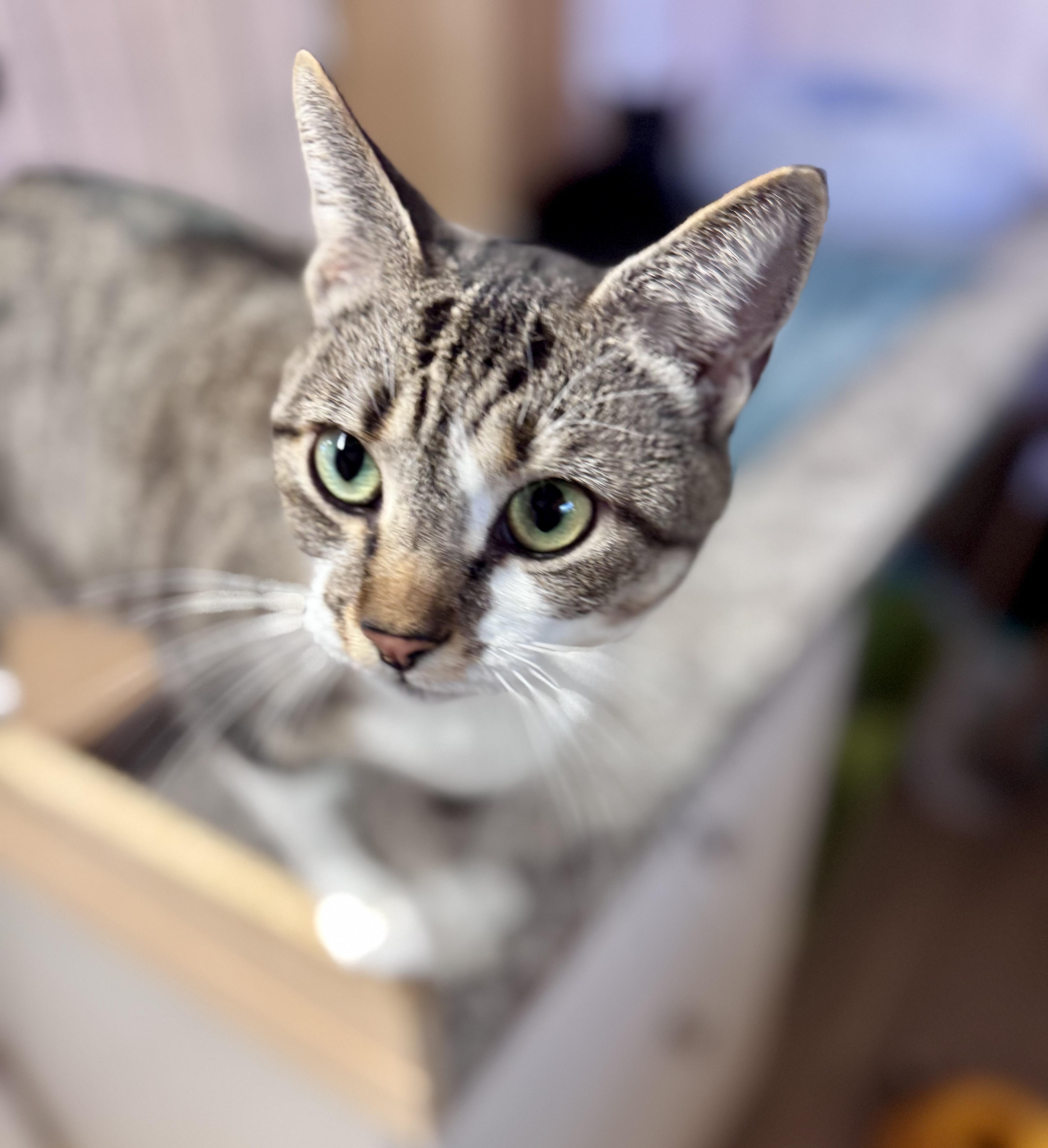 Enlarge Wendy, a Adoptable American Shorthair in Saint Augustine, FL image 4/4