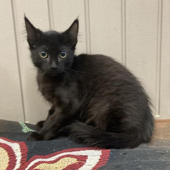 Enlarge Binx, a Adoptable mixed breed in Freeport, FL image 1/1