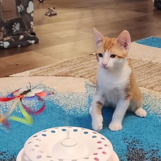 Enlarge Banjo, a Adopted Domestic Short Hair in Mansfield, TX image 1/4