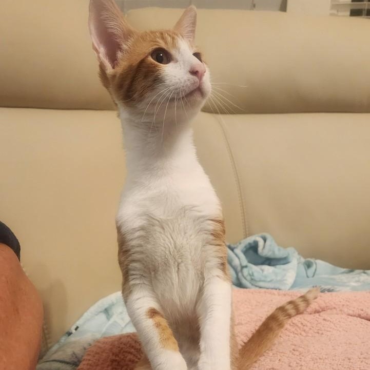 Enlarge Banjo, a Adopted Domestic Short Hair in Mansfield, TX image 3/4