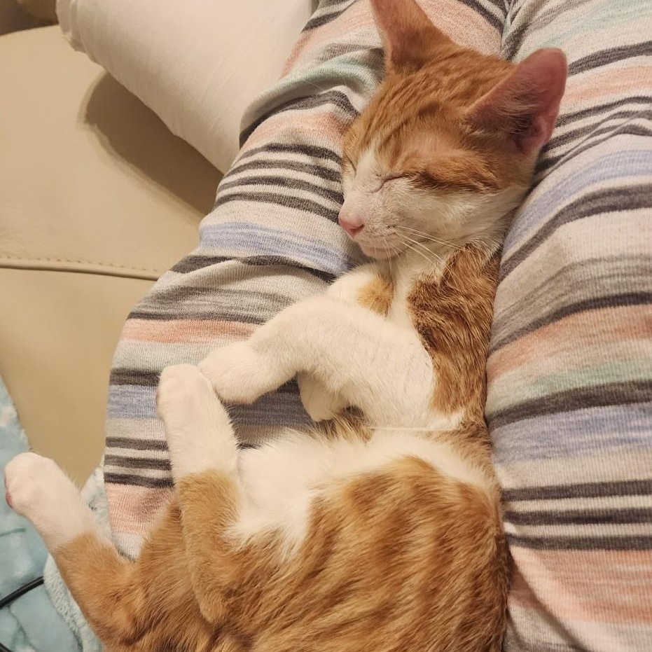 Enlarge Banjo, a Adopted Domestic Short Hair in Mansfield, TX image 2/4