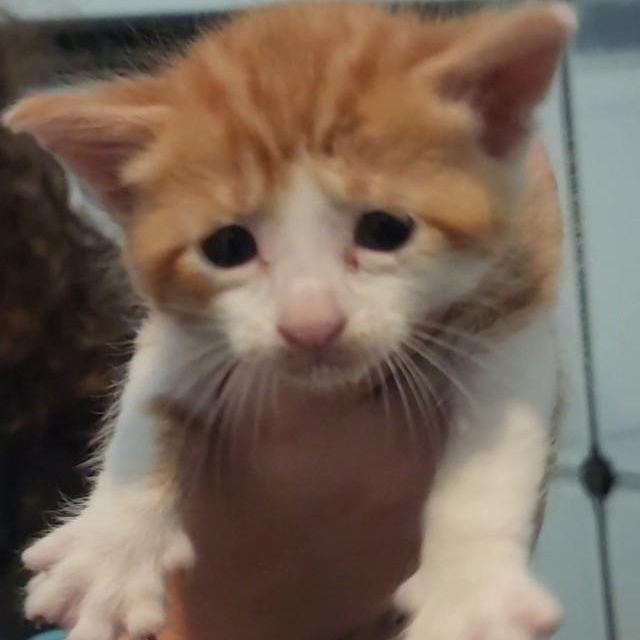 Enlarge Banjo, a Adopted Domestic Short Hair in Mansfield, TX image 4/4