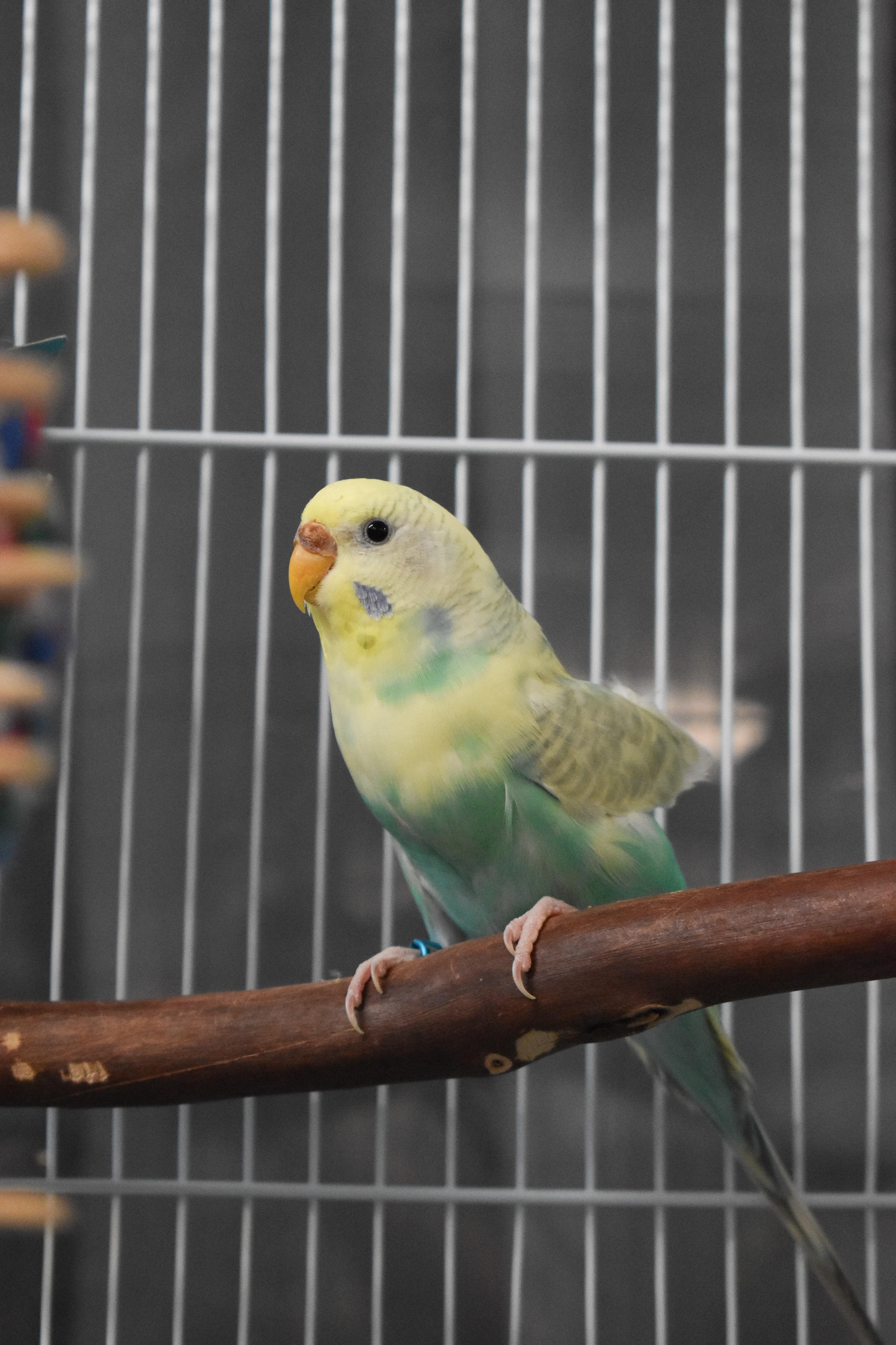 Enlarge Sunny, Sky, Storm and Thunder, a Adoptable Budgie / Budgerigar in Waukesha, WI image 2/6