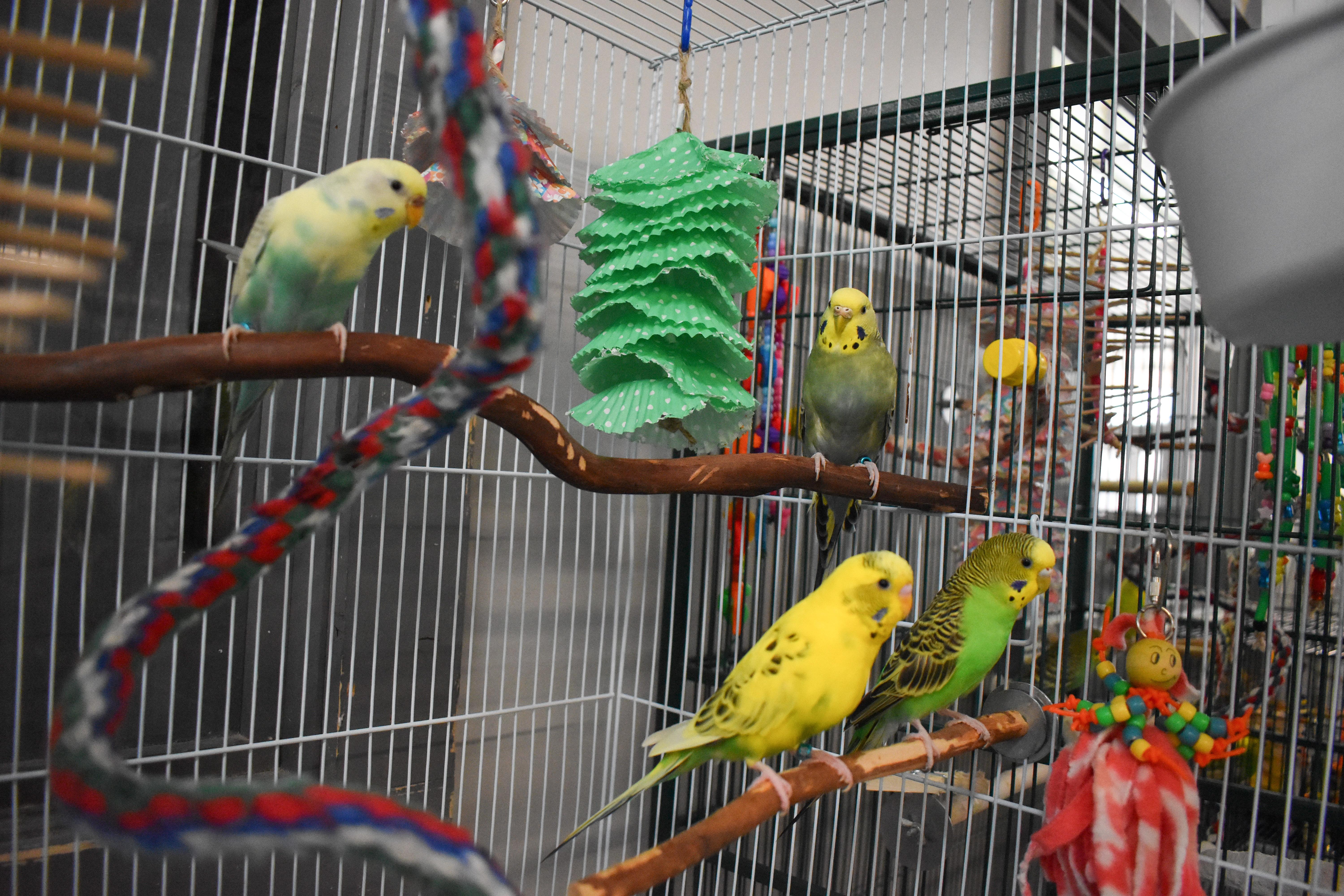 Enlarge Sunny, Sky, Storm and Thunder, a Adoptable Budgie / Budgerigar in Waukesha, WI image 3/6