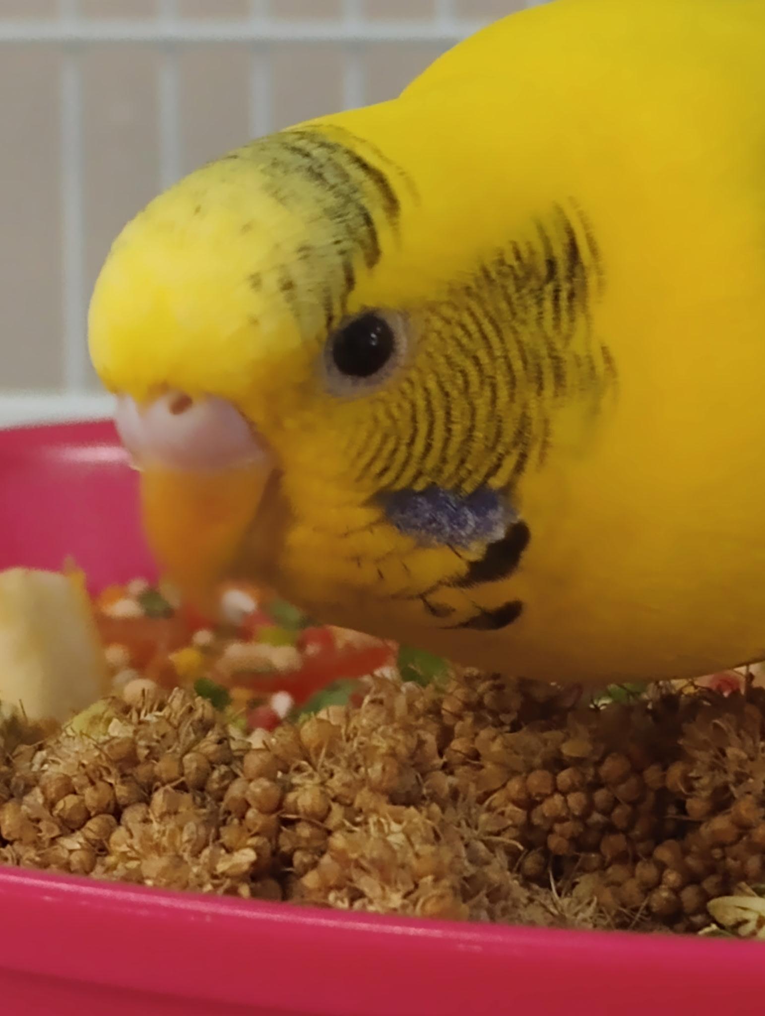 Enlarge Sunny, Sky, Storm and Thunder, a Adoptable Budgie / Budgerigar in Waukesha, WI image 4/6