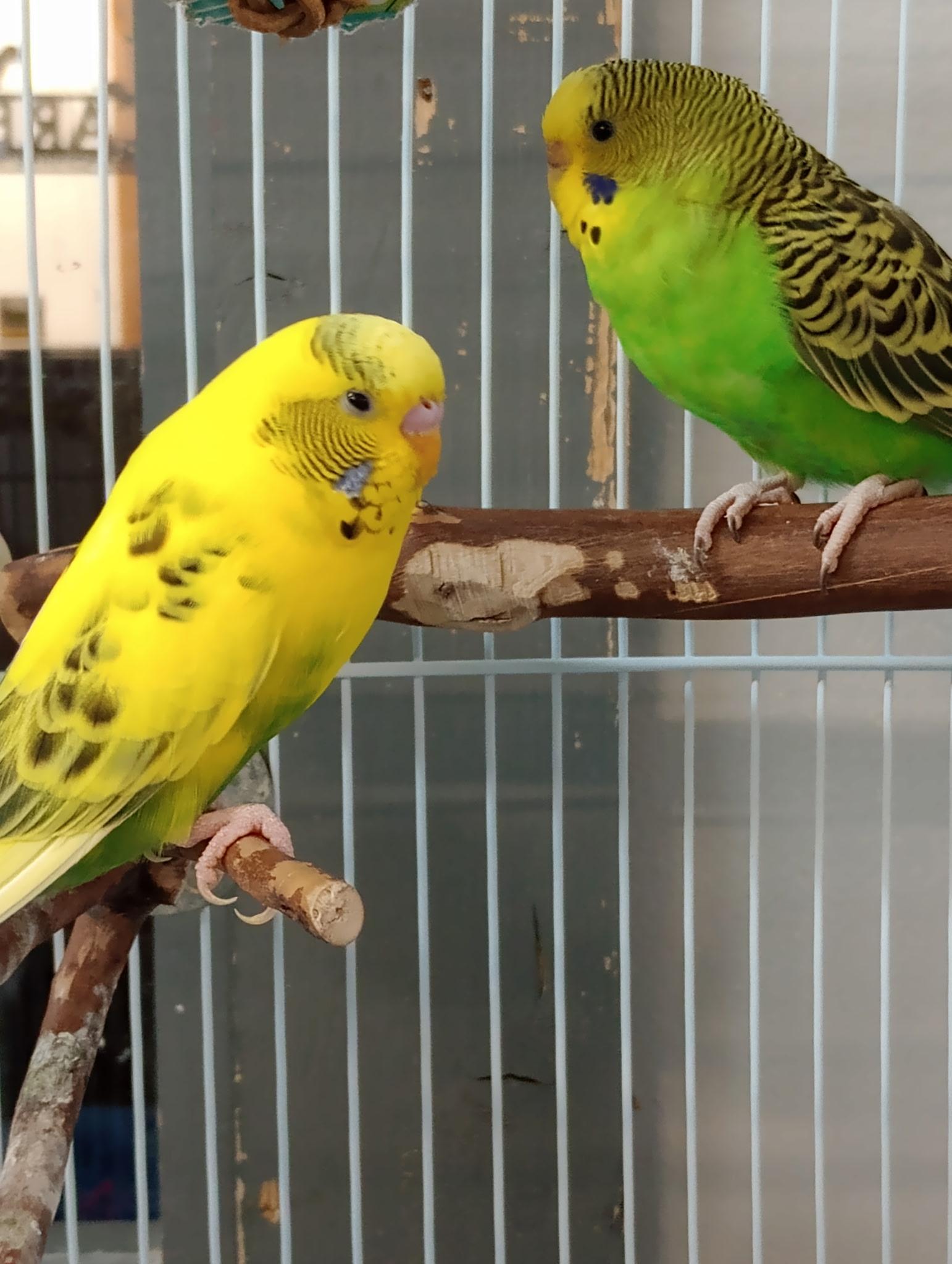 Enlarge Sunny, Sky, Storm and Thunder, a Adoptable Budgie / Budgerigar in Waukesha, WI image 5/6