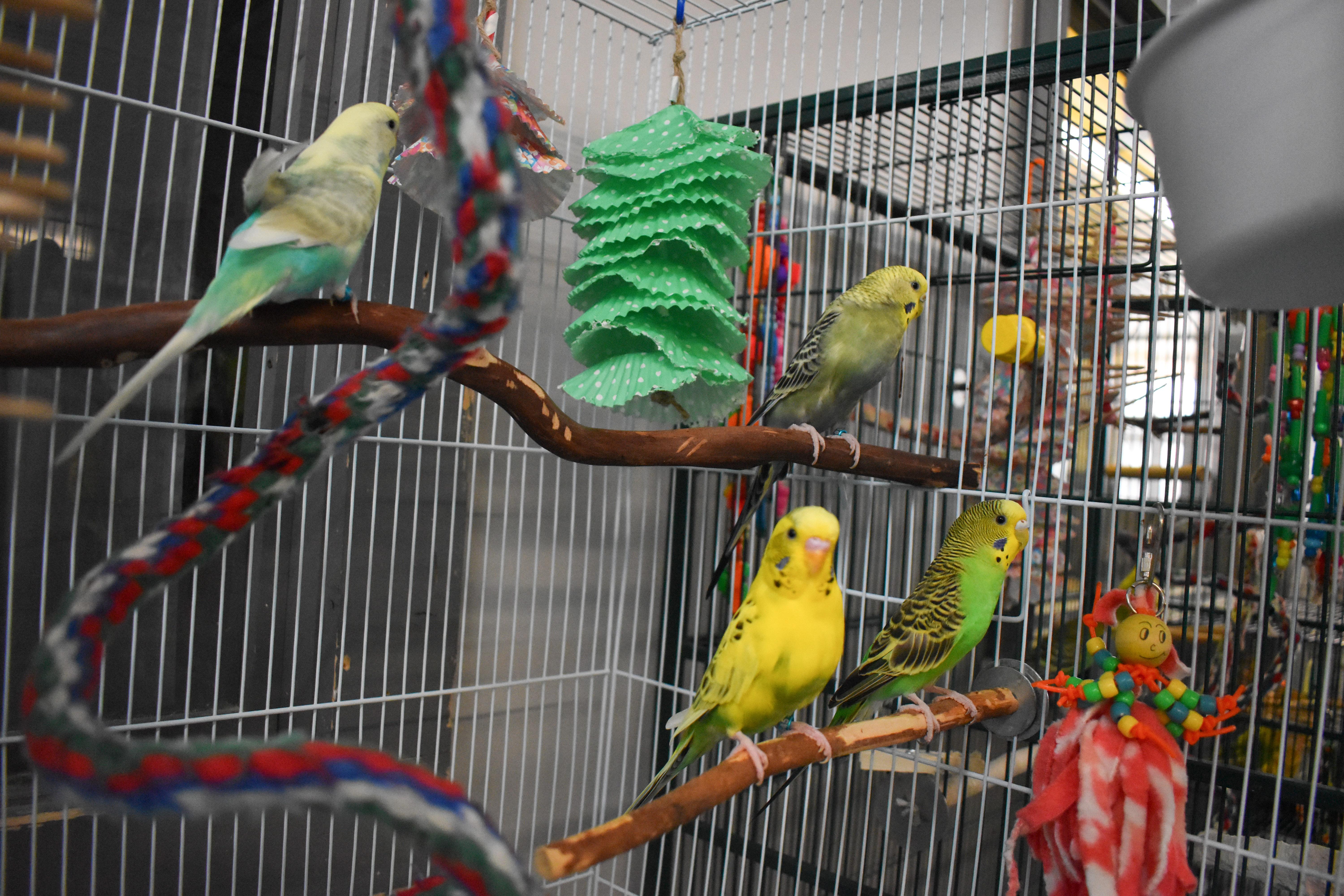 Enlarge Sunny, Sky, Storm and Thunder, a Adoptable Budgie / Budgerigar in Waukesha, WI image 6/6