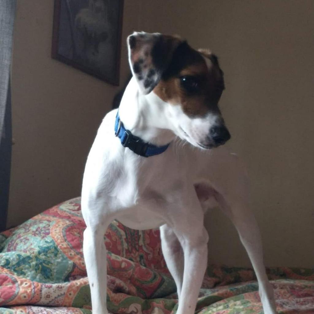 Clyde, Adoptable, Adult Male Treeing Walker Coonhound.