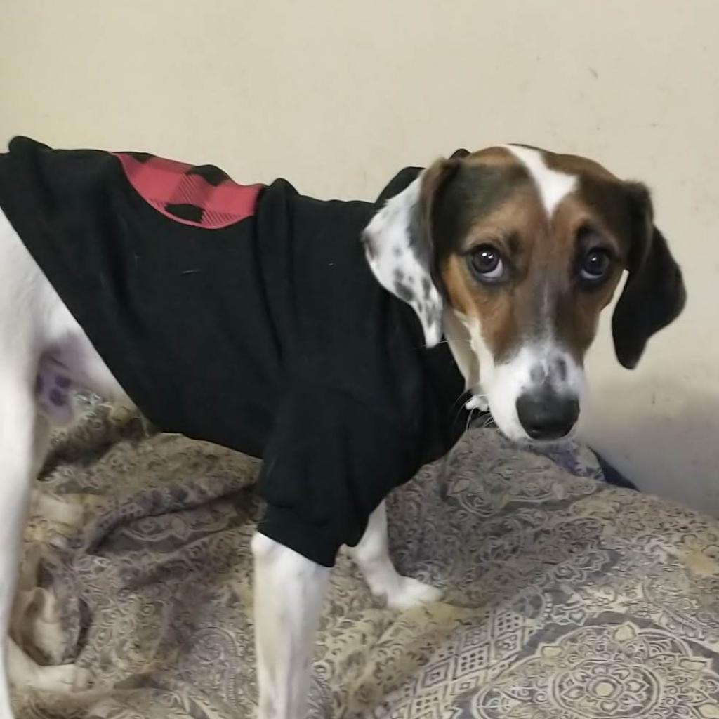 Clyde, a Adoptable Treeing Walker Coonhound in Bailey, NC image 2/5