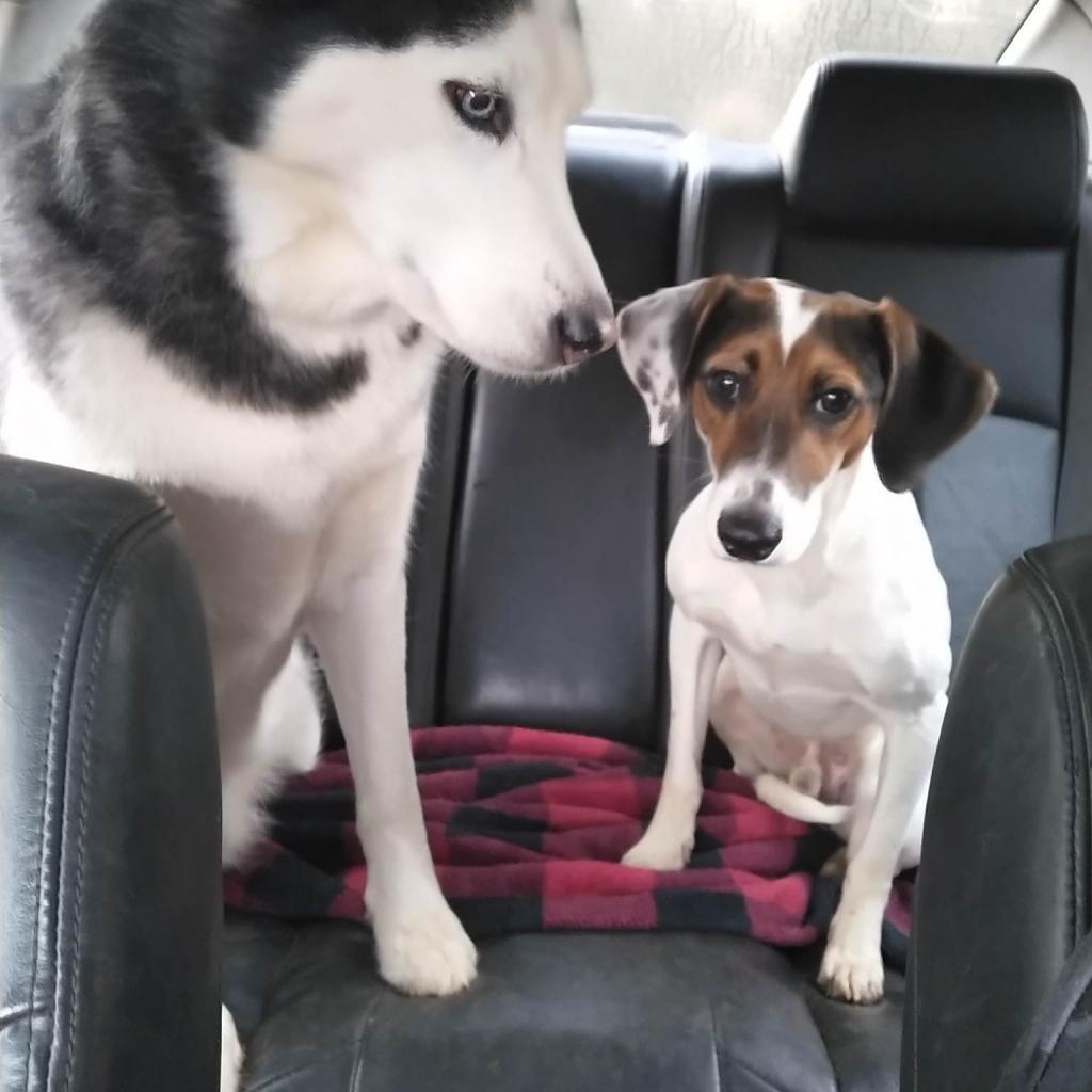 Clyde, a Adoptable Treeing Walker Coonhound in Bailey, NC image 3/5