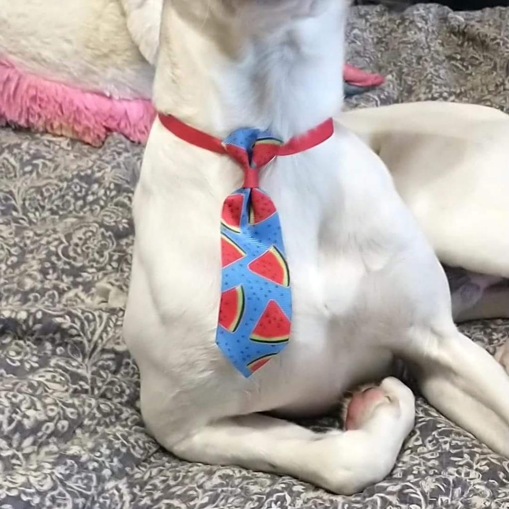 Clyde, a Adoptable Treeing Walker Coonhound in Bailey, NC image 4/5