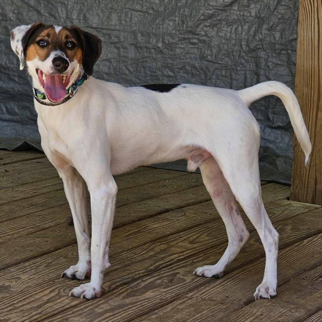 Clyde, a Adoptable Treeing Walker Coonhound in Bailey, NC image 5/5