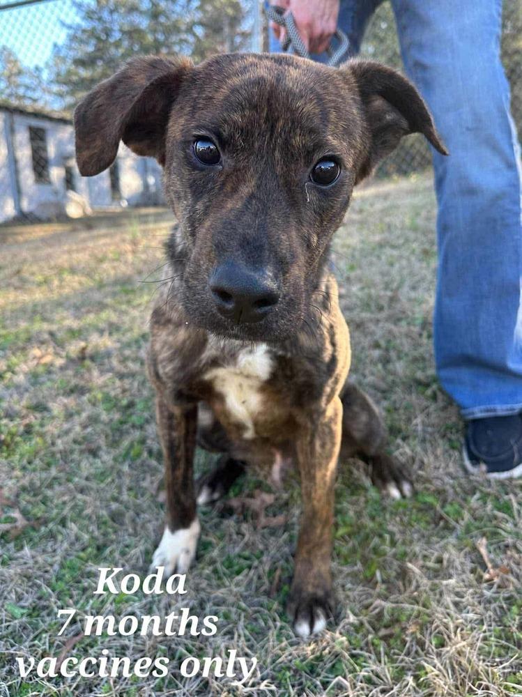 Enlarge Koda  (2026), a Adoptable mixed breed in Wenonah, NJ image 1/1