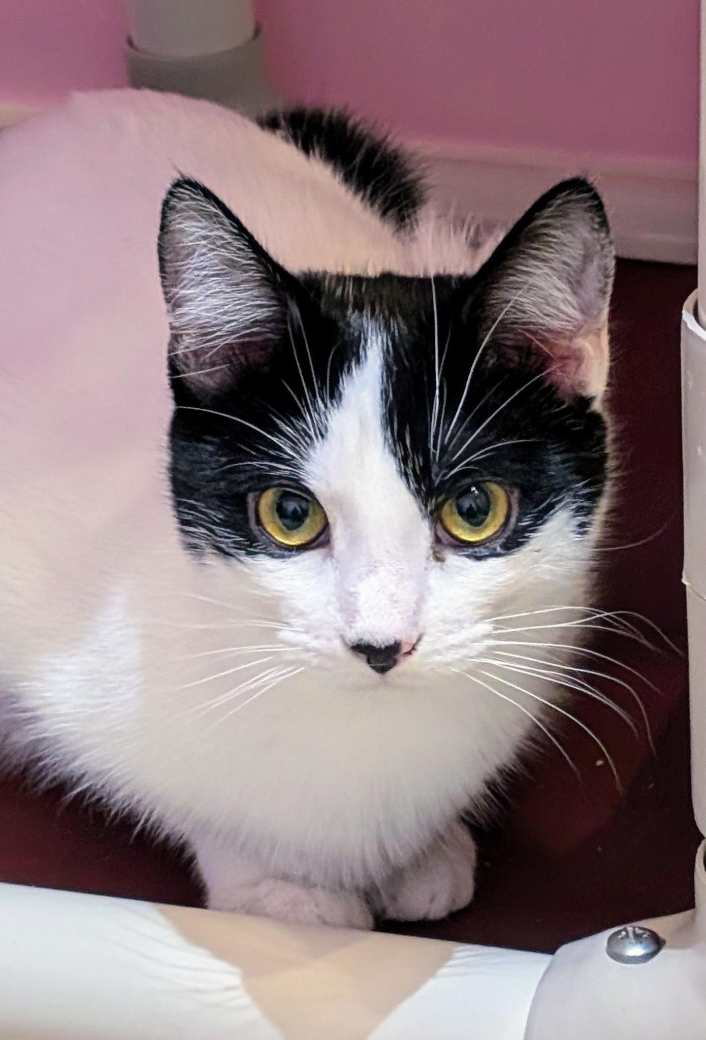 Enlarge Fiona, a Adoptable Domestic Short Hair in Petaluma, CA image 1/2