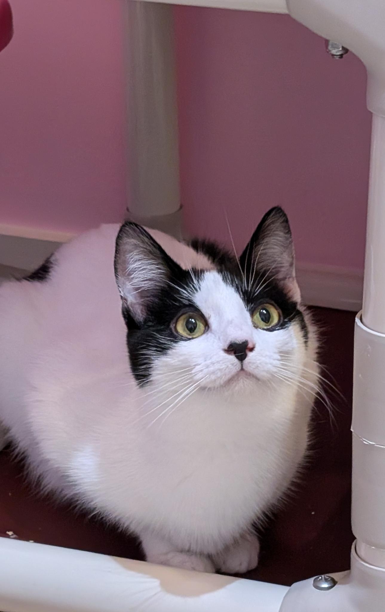 Enlarge Fiona, a Adoptable Domestic Short Hair in Petaluma, CA image 2/2