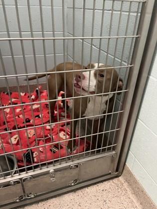 Scooby (bonded with Skyler)