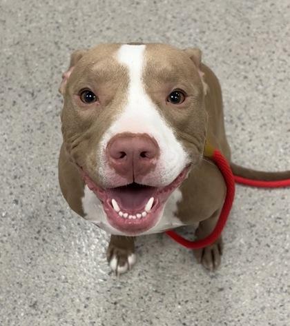 Scooby (bonded with Skyler) — thumbnail 2