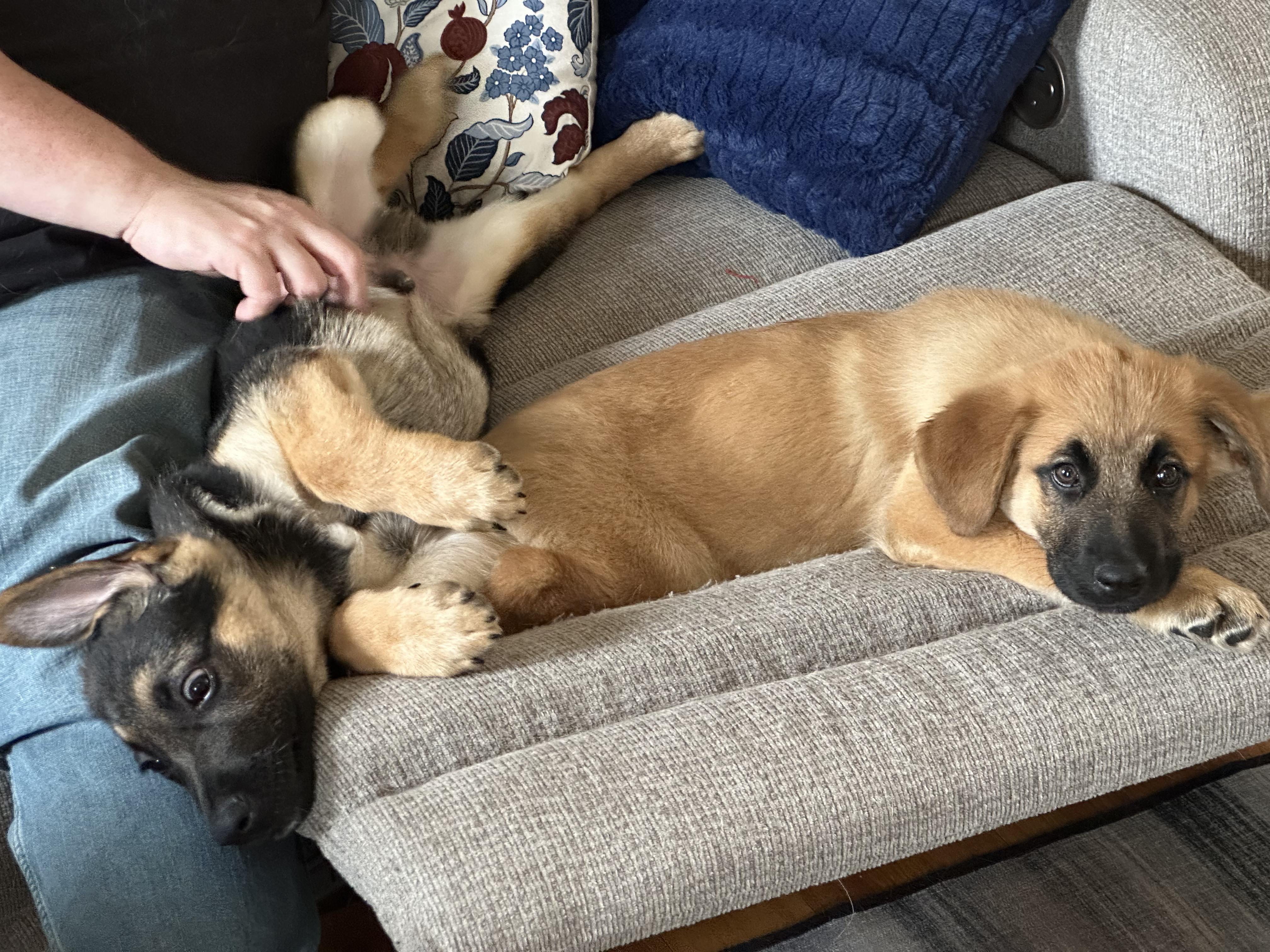 Enlarge Shaggy, an adoptable mixed breed in Blue Bell, PA image 2/6