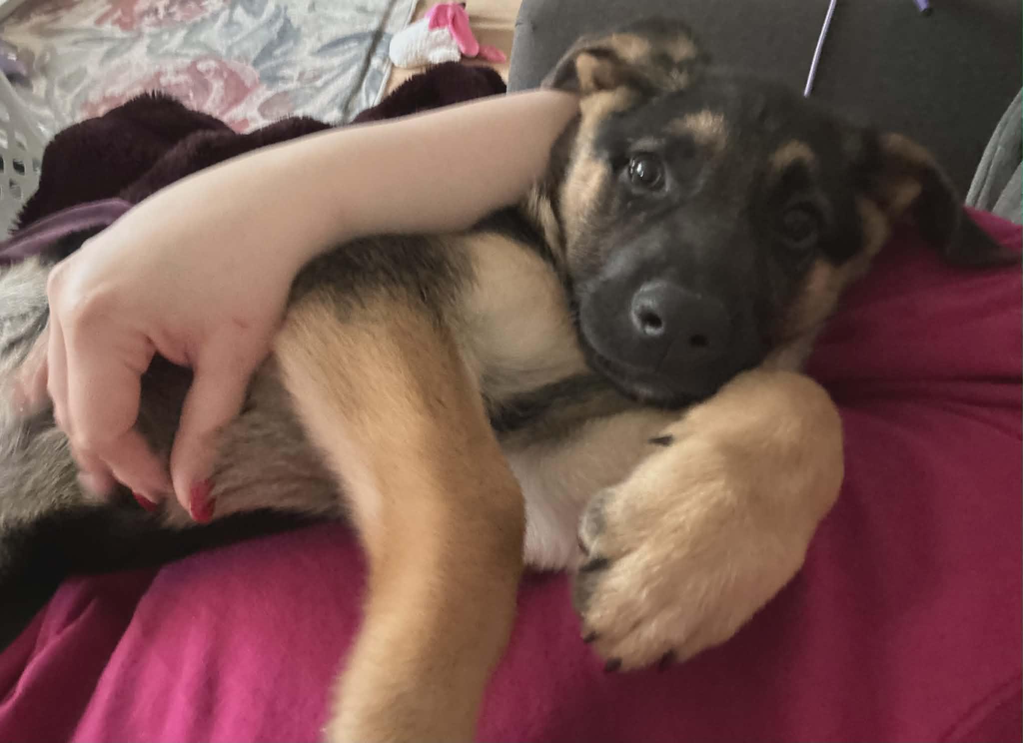 Enlarge Shaggy, an adoptable mixed breed in Blue Bell, PA image 3/6