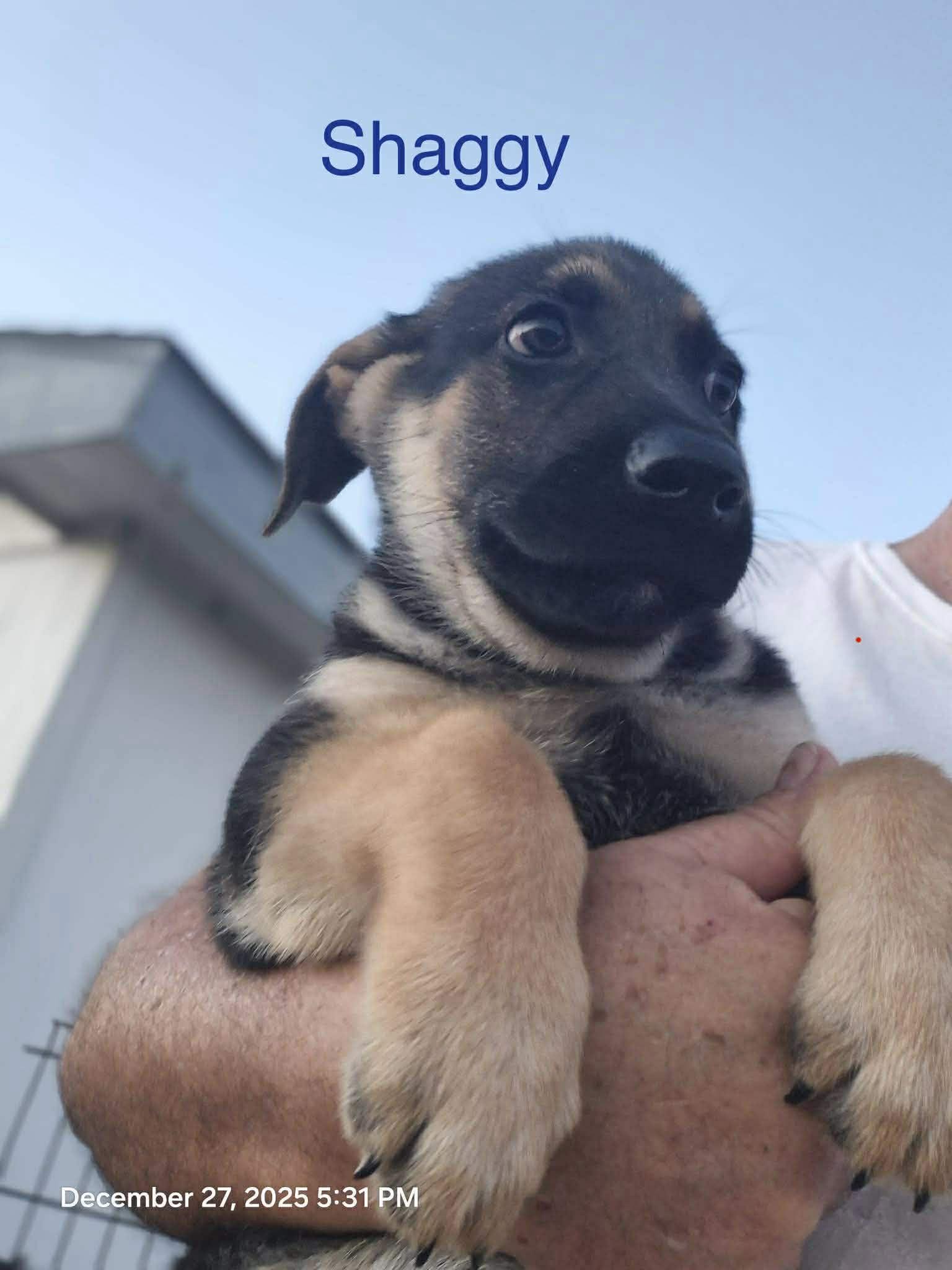 Shaggy, adoptable, Puppy Male German Shepherd Dog.
