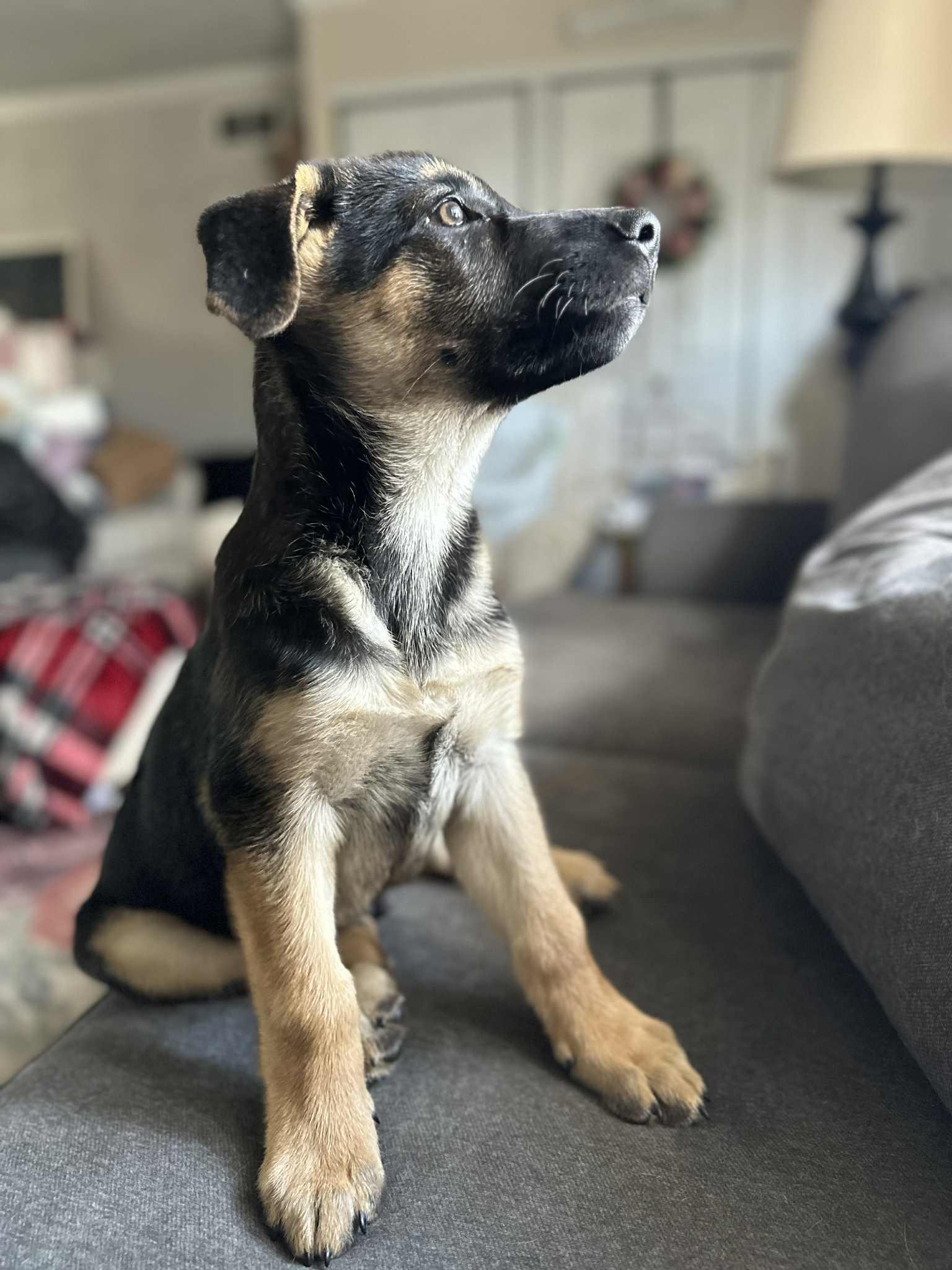 Shaggy, adoptable, Puppy Male German Shepherd Dog.