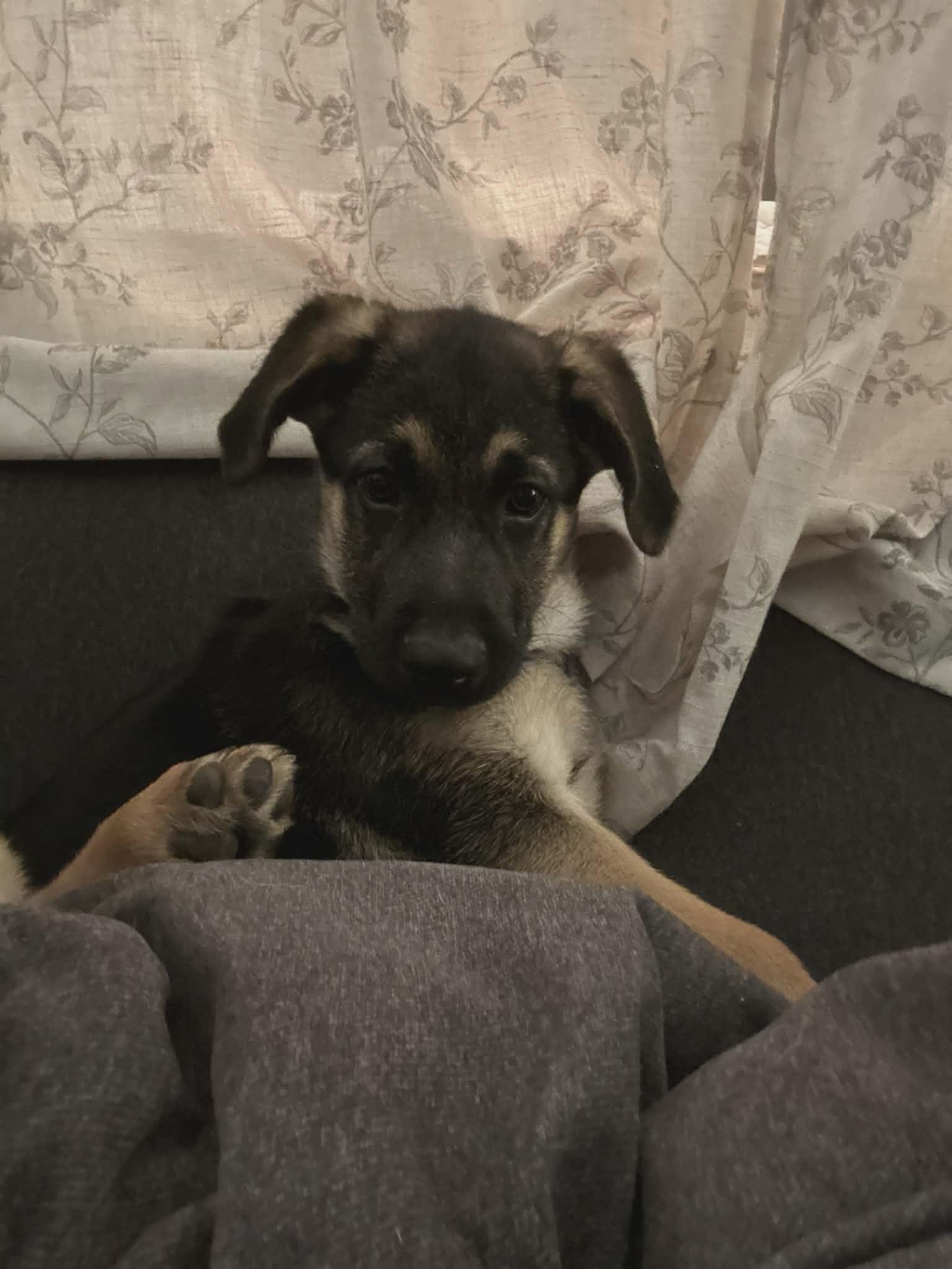 Enlarge Shaggy, an adoptable mixed breed in Blue Bell, PA image 4/6