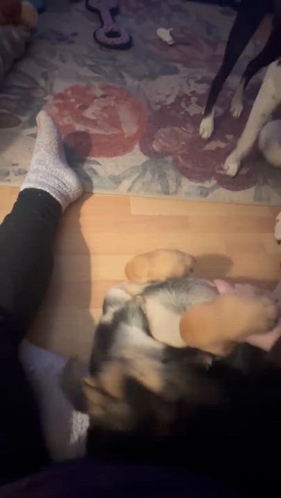 Enlarge Shaggy, an adoptable mixed breed in Blue Bell, PA video 5/6